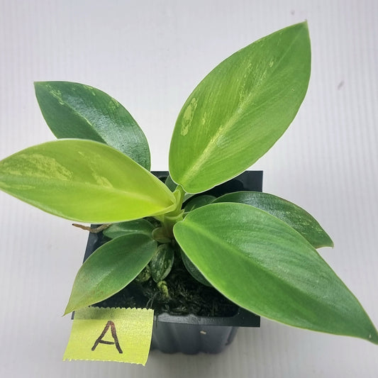 Philodendron Imperial Green LOW Variegated