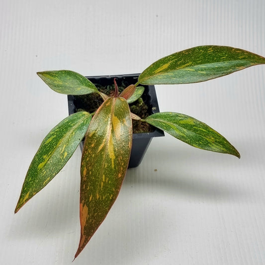 Philodendron orange princess