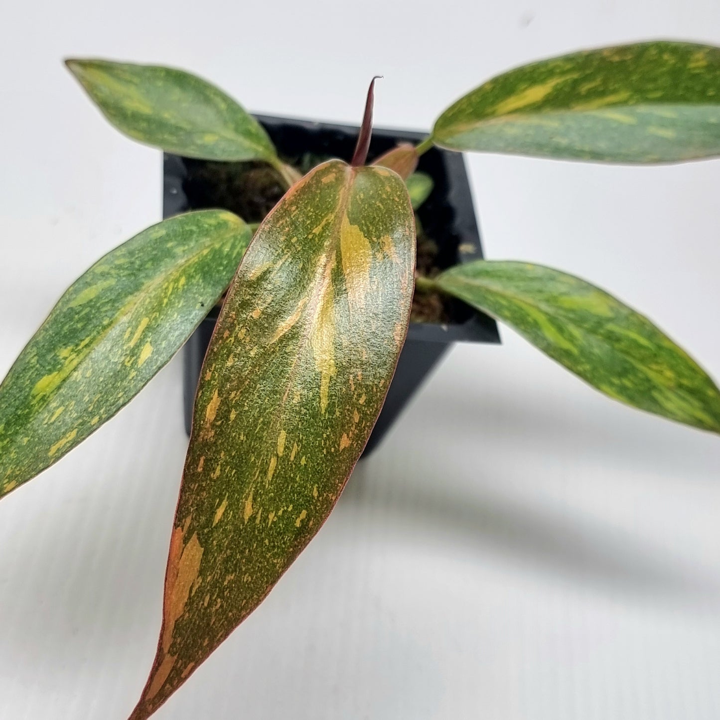 Philodendron orange princess