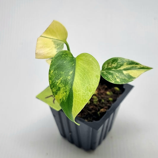 Monstera Yellow Thai Constellation