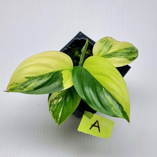 Homalomena rubescens Variegated