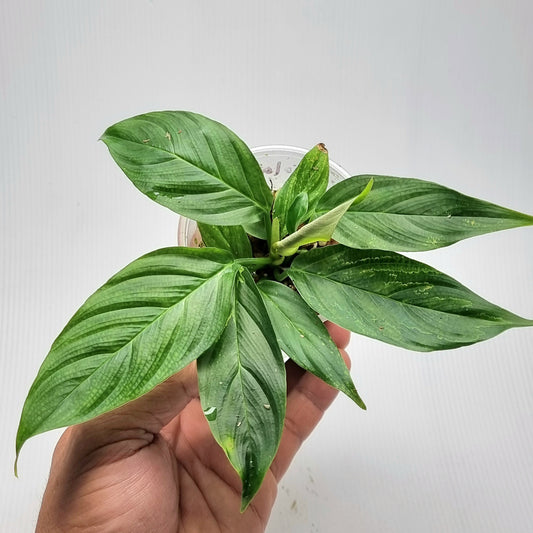 Philodendron squamipetiolatum