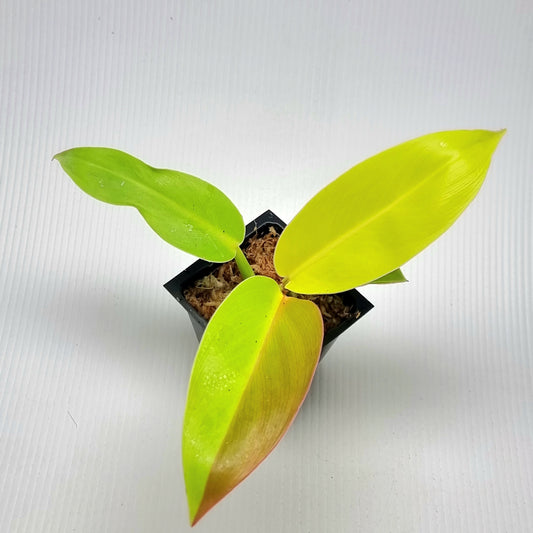 Philodendron Red Moon