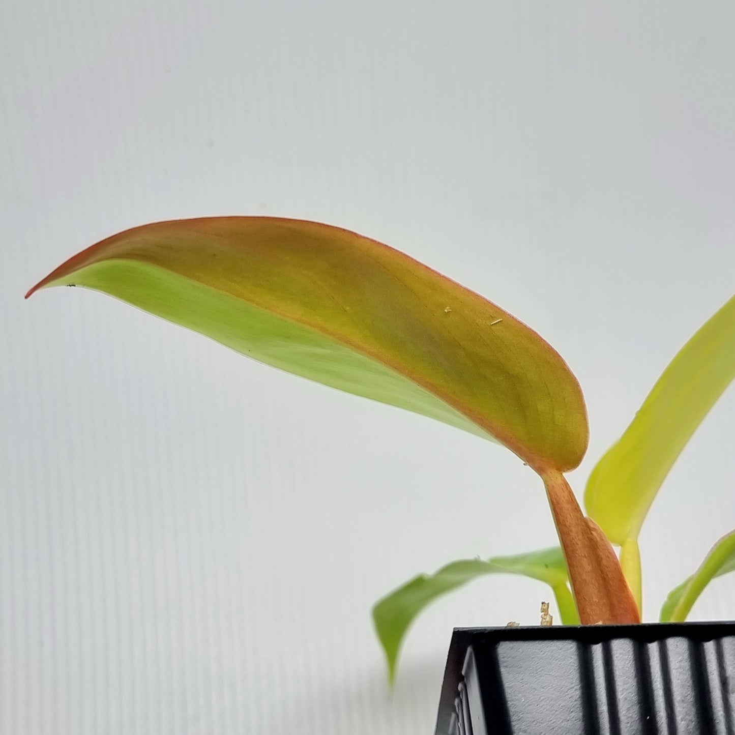 Philodendron Red Moon