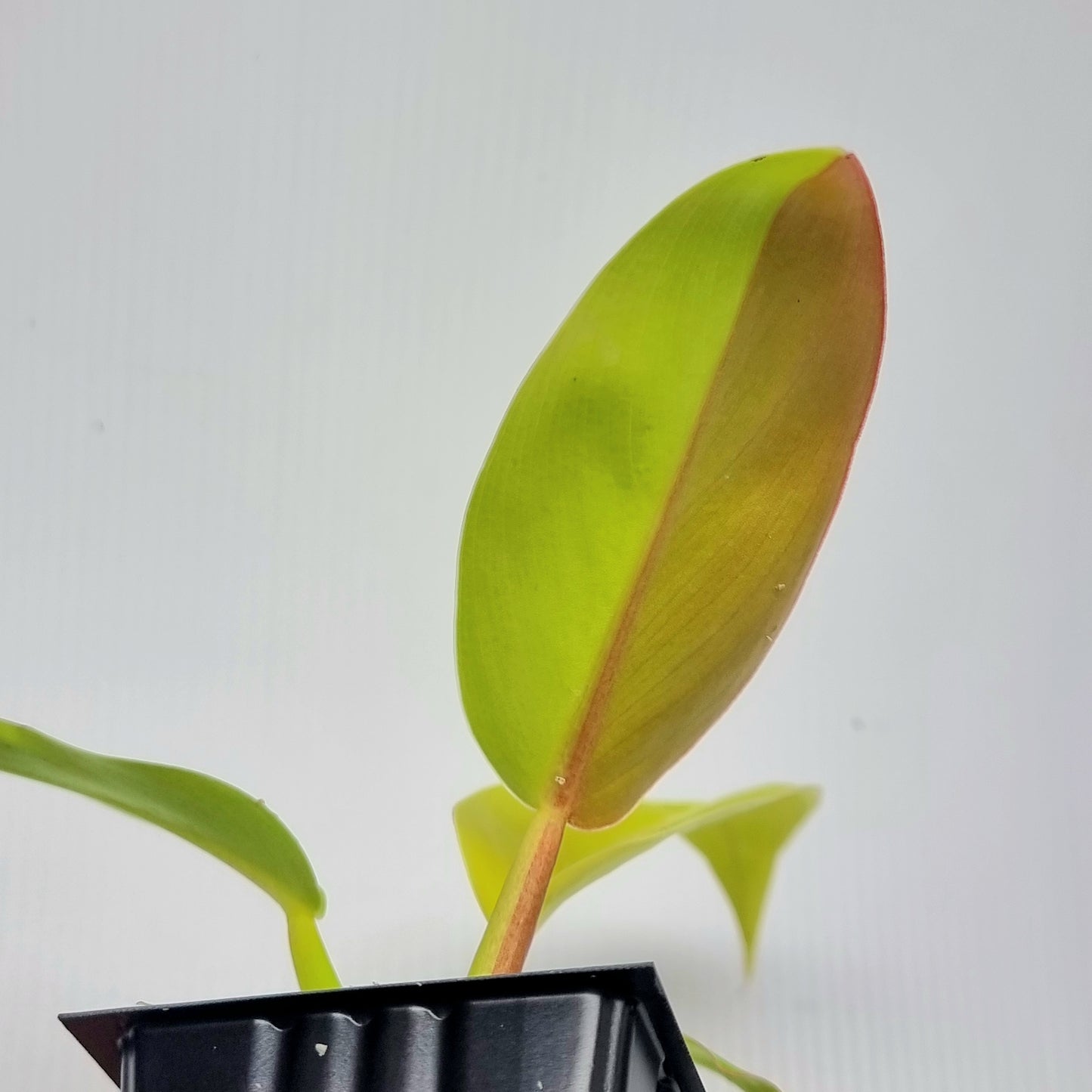 Philodendron Red Moon