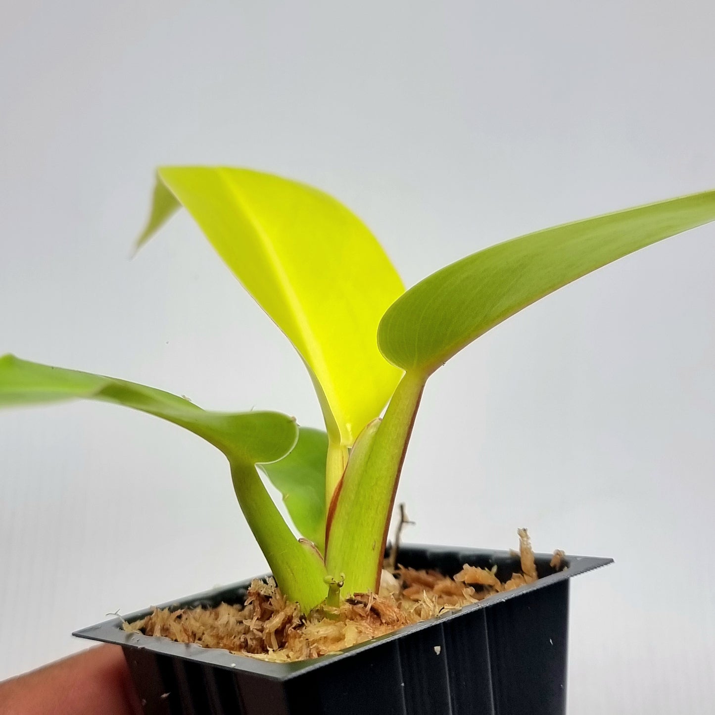 Philodendron Red Moon