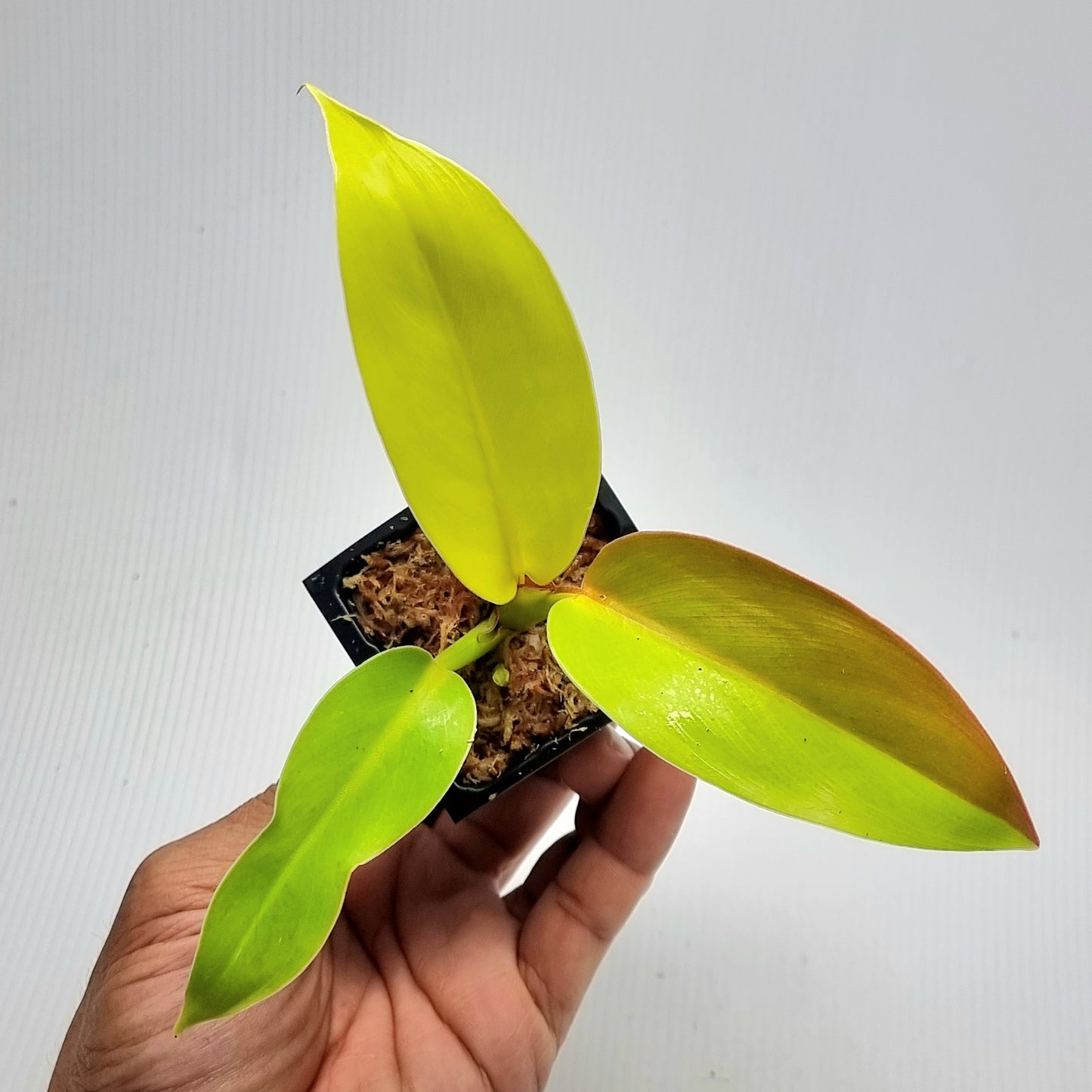 Philodendron Red Moon