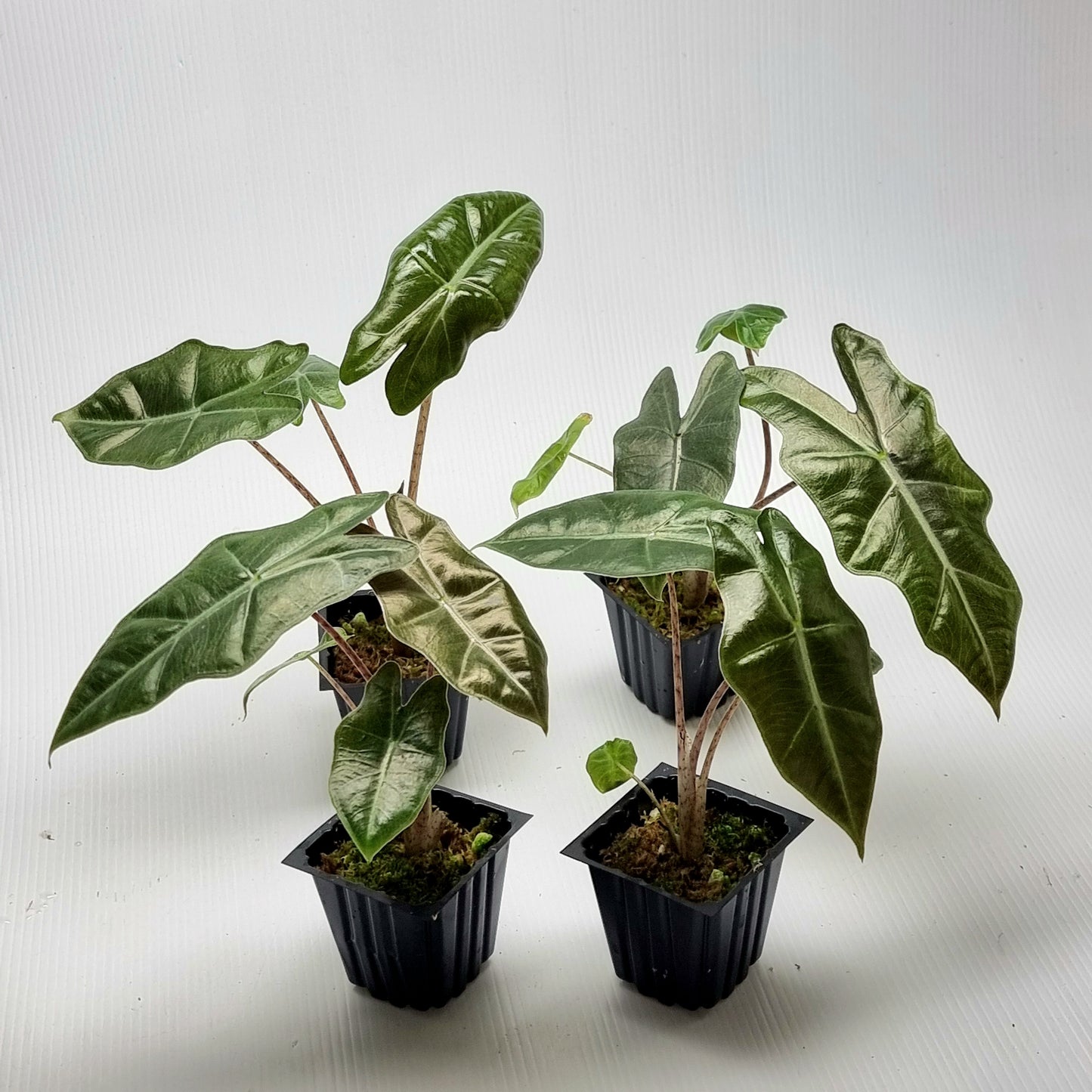 Alocasia pseudosanderiana REVERTED