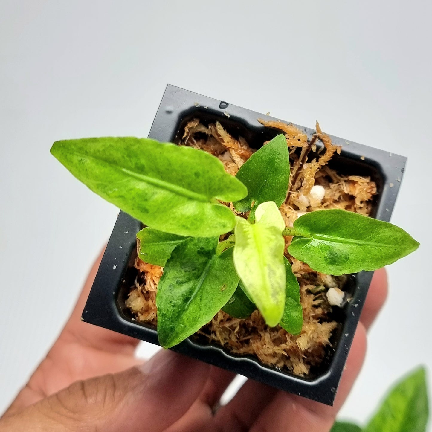 Alocasia Lauterbachiana Aurea Variegated