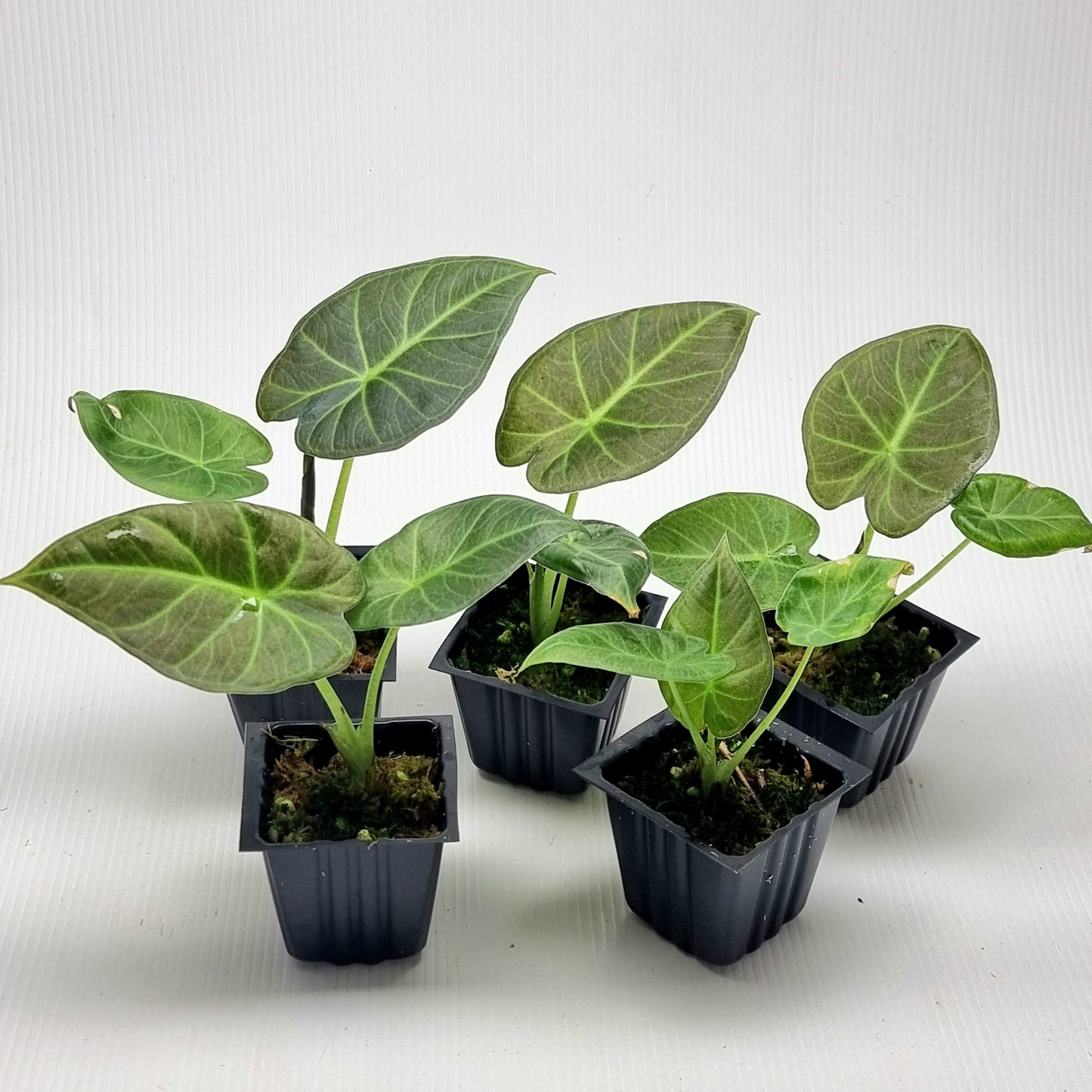 Alocasia Regal Shield REVERTED