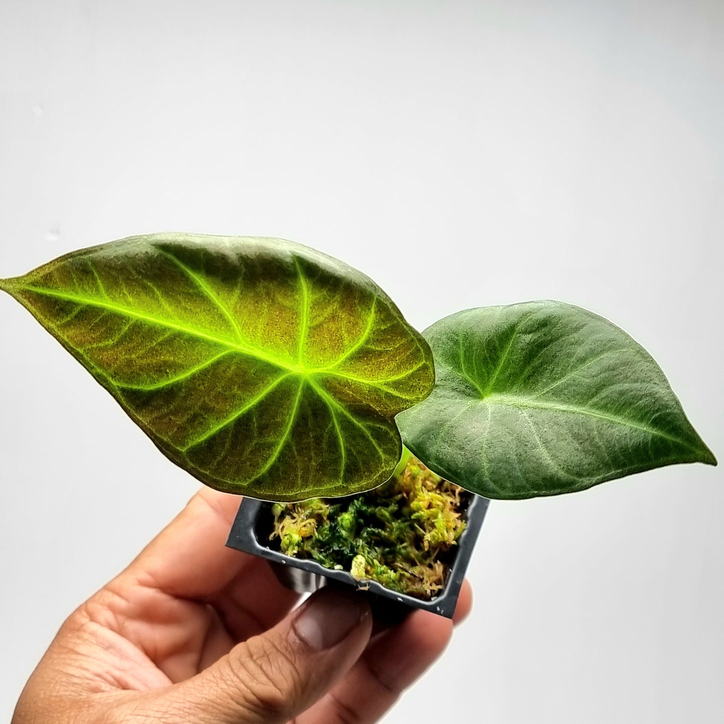 Alocasia Regal Shield REVERTED