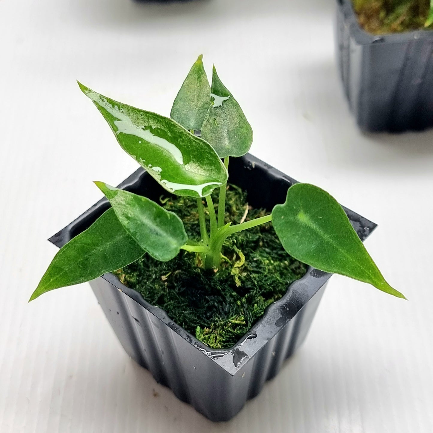 Alocasia bambino Green Albo REVERTED