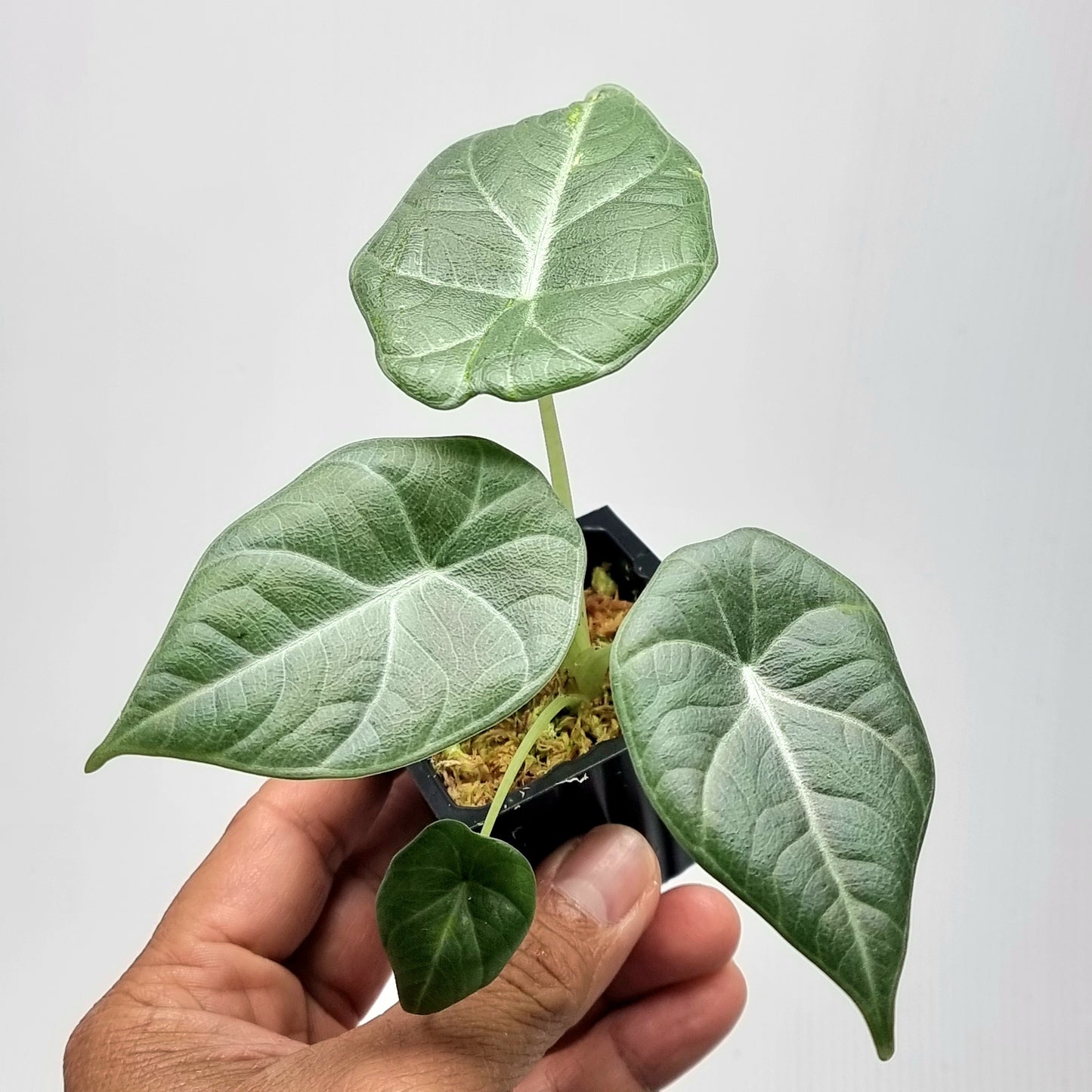 Alocasia Maharani REVERTED