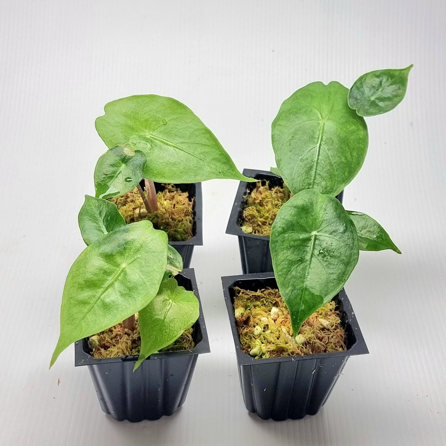 Alocasia Nairobi Night REVERTED