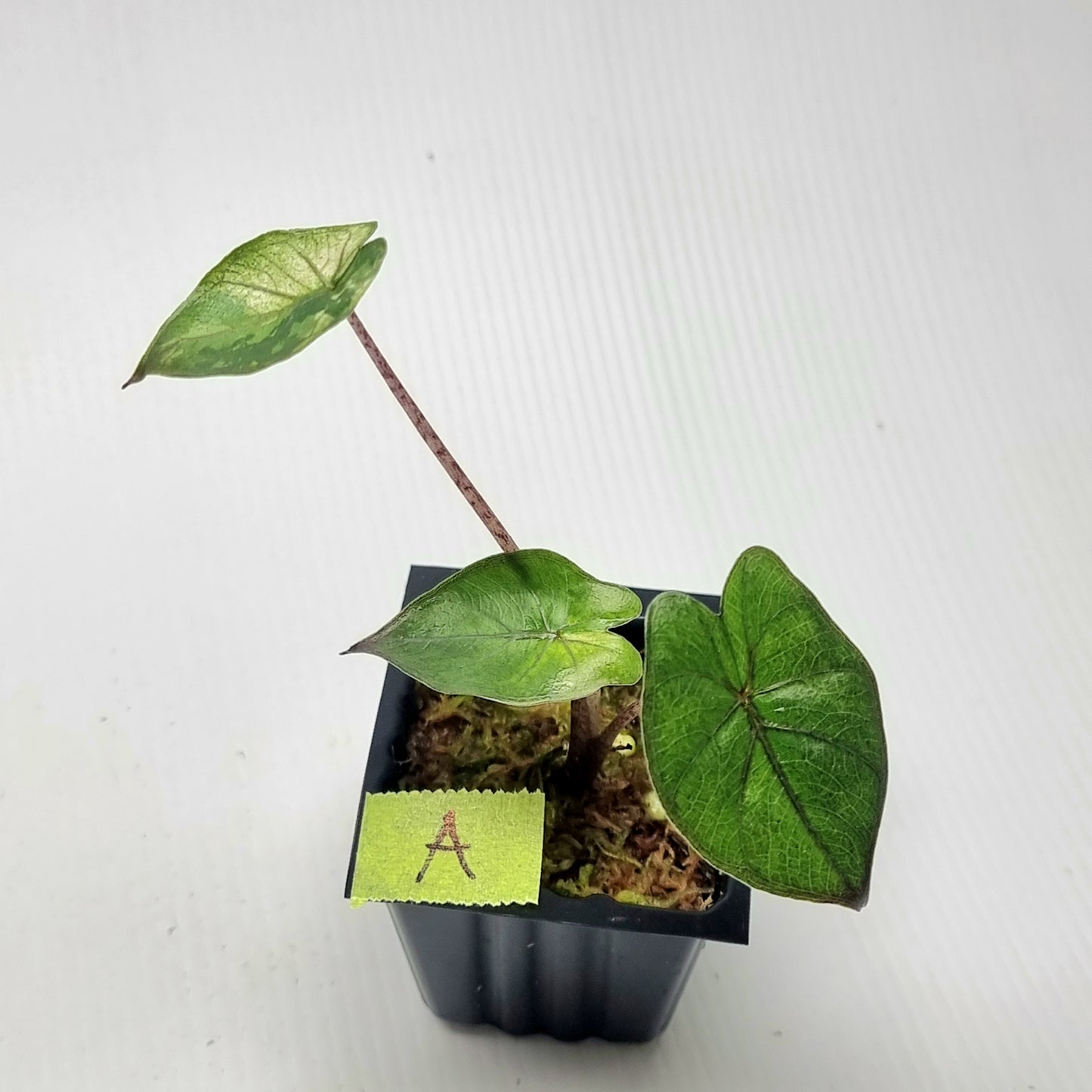 Alocasia Yucatan Princess Variegated