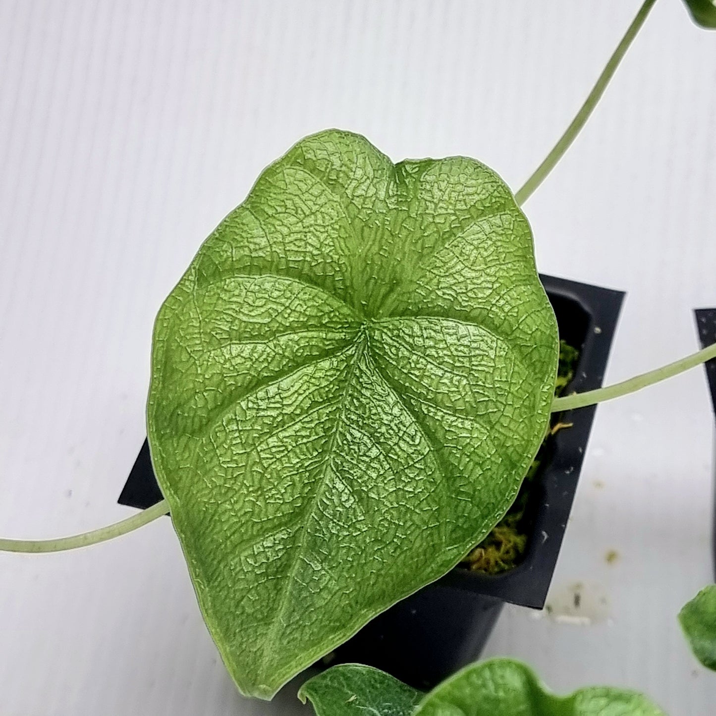 Alocasia melo REVERTED