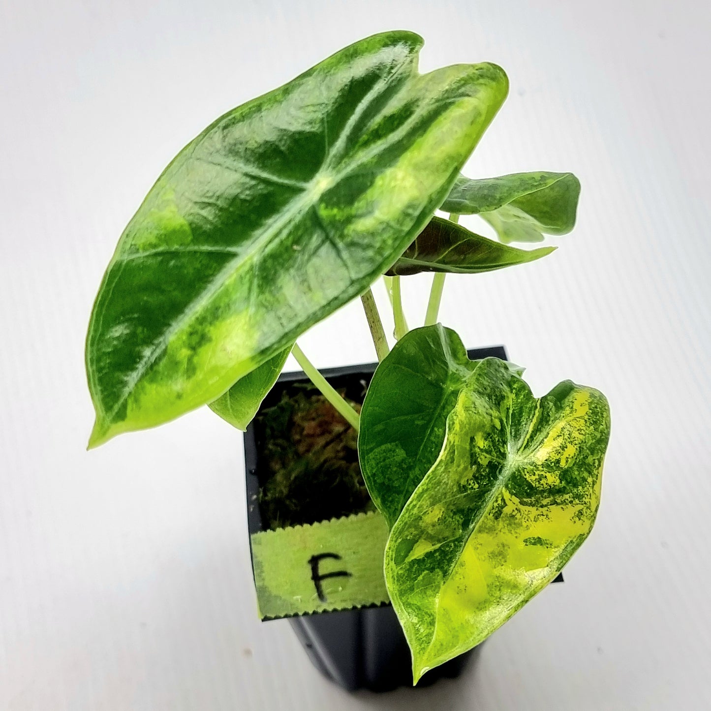 Alocasia longiloba Suhirmaniana Aurea Variegated