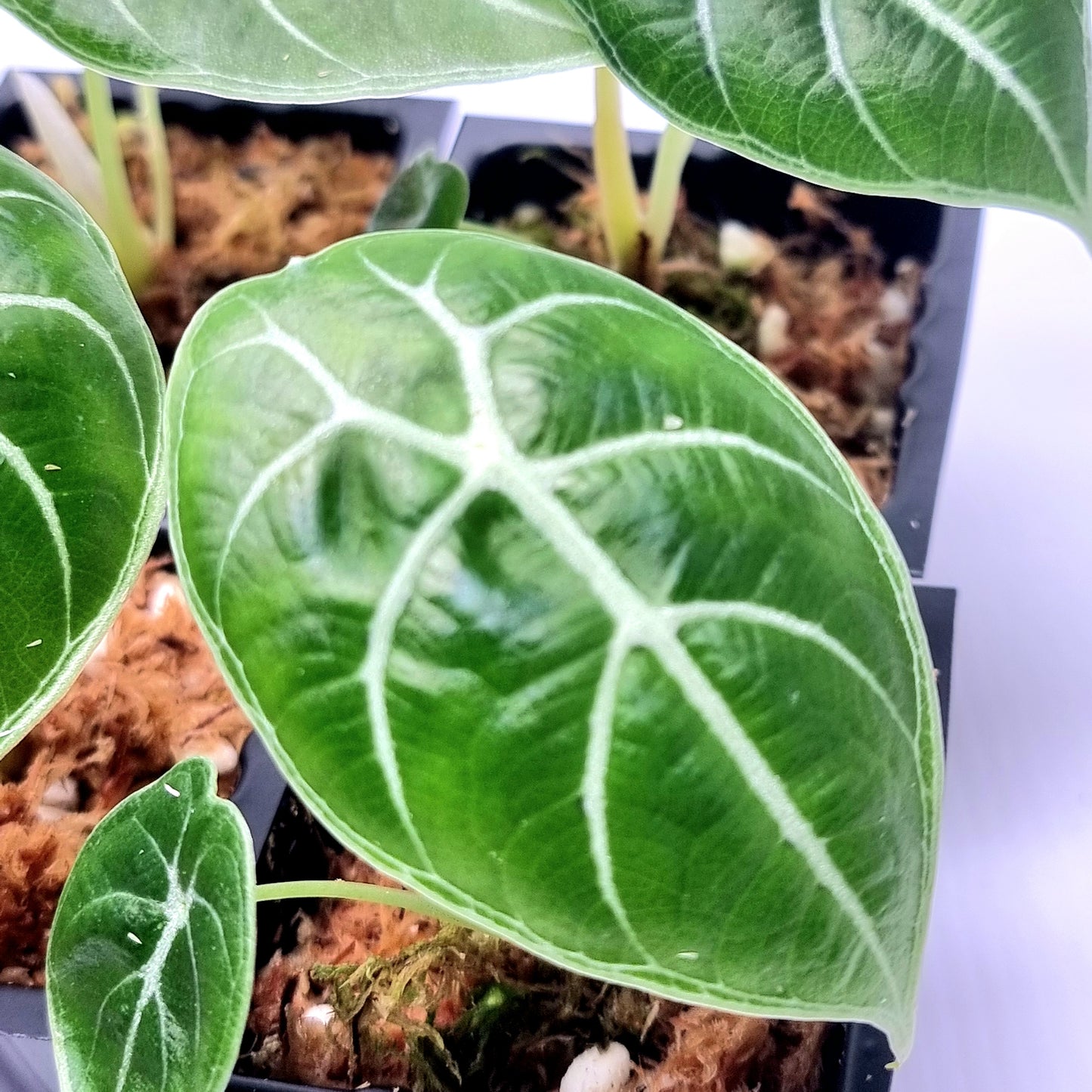 Alocasia longiloba watsoniana Reverted