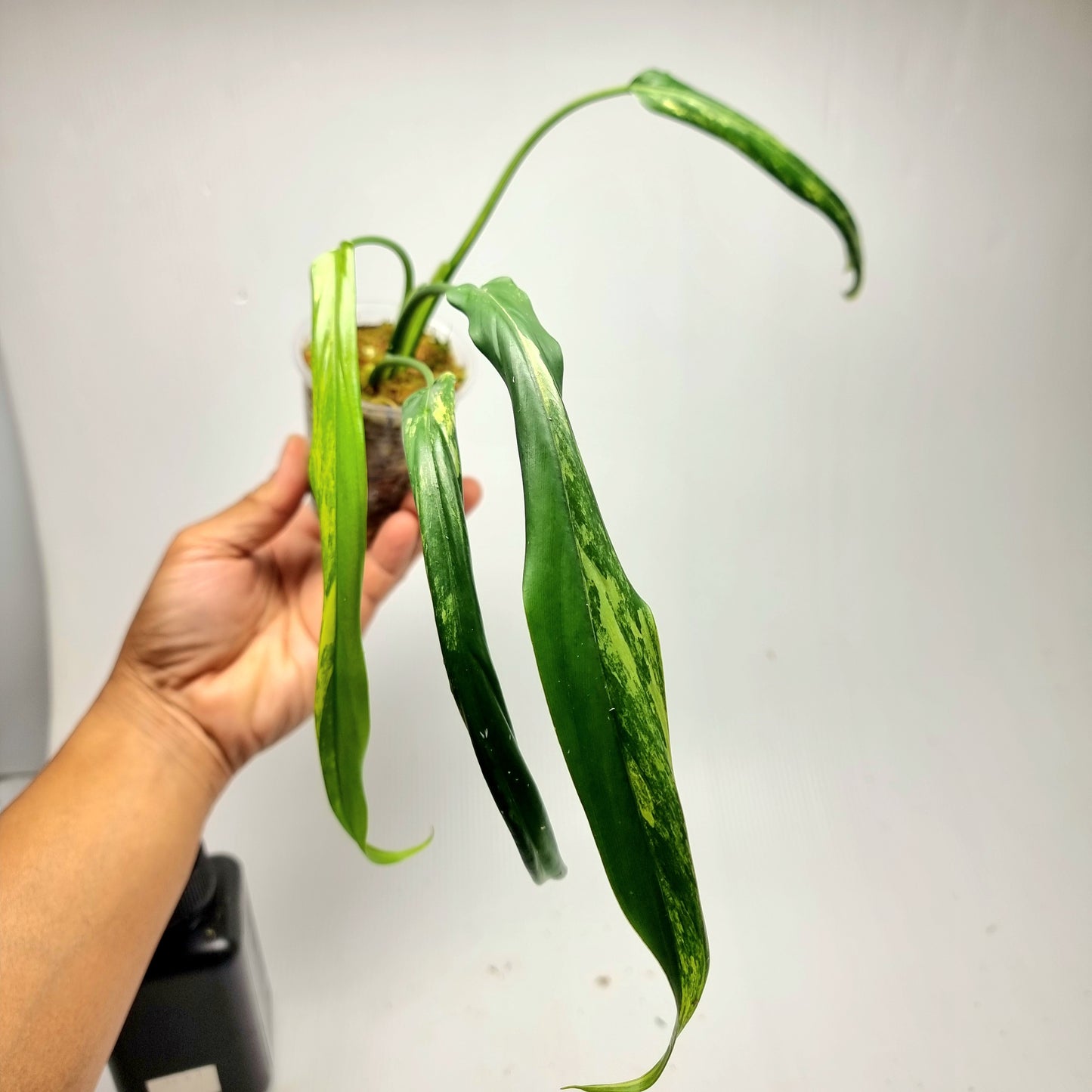 Philodendron holtonianum Variegated