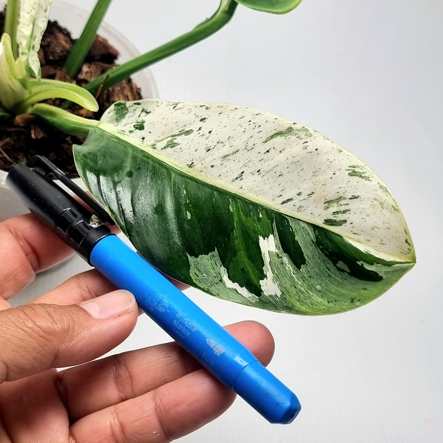 Philodendron Orlando