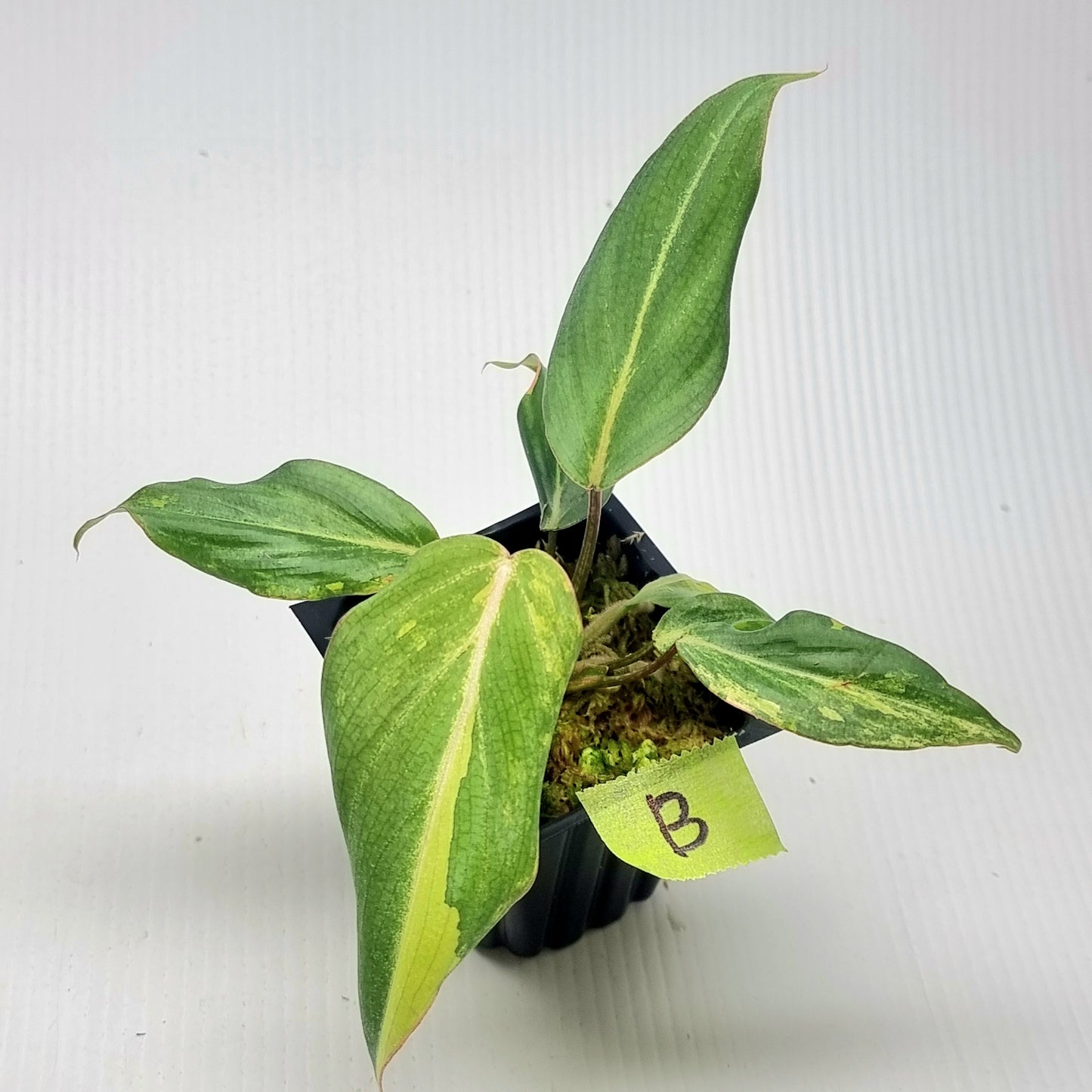 Philodendron gloriosum Tricolour Variegated