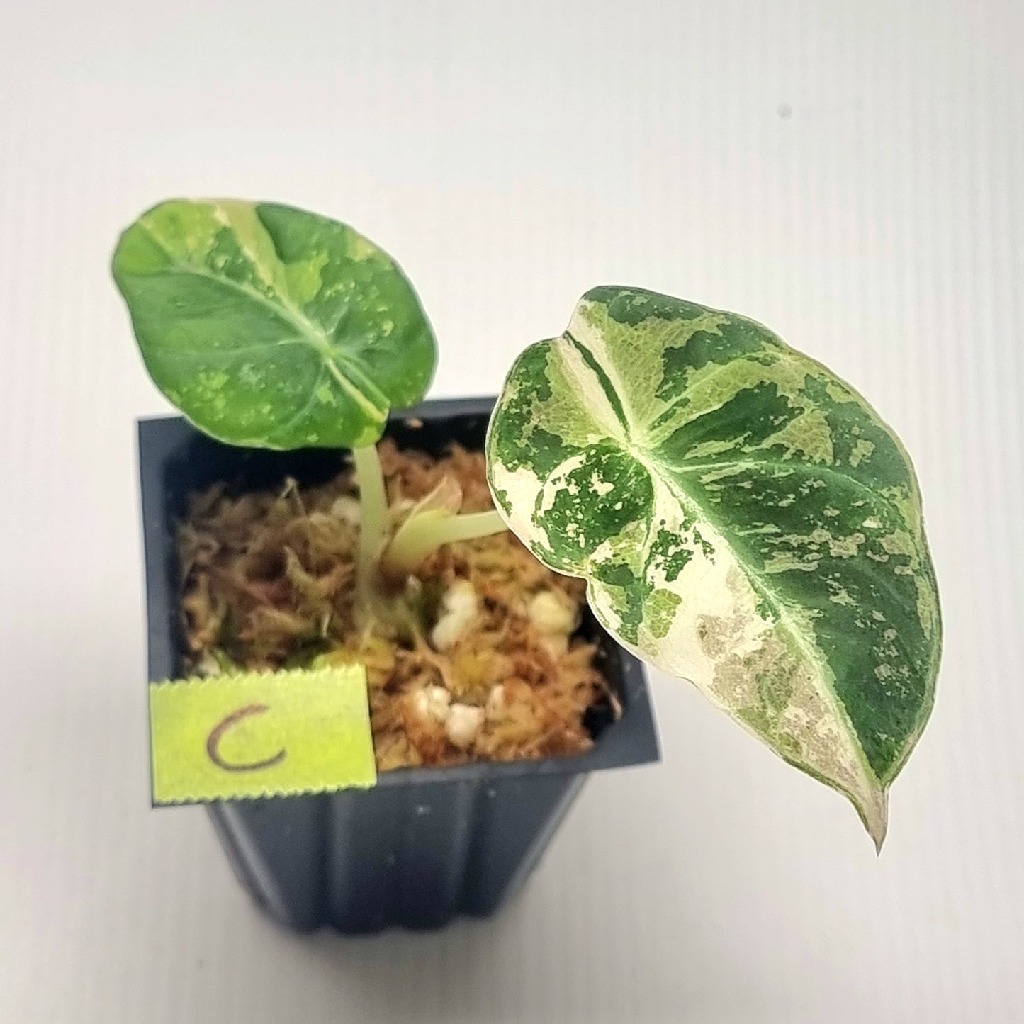 Alocasia black velvet Pink Variegated