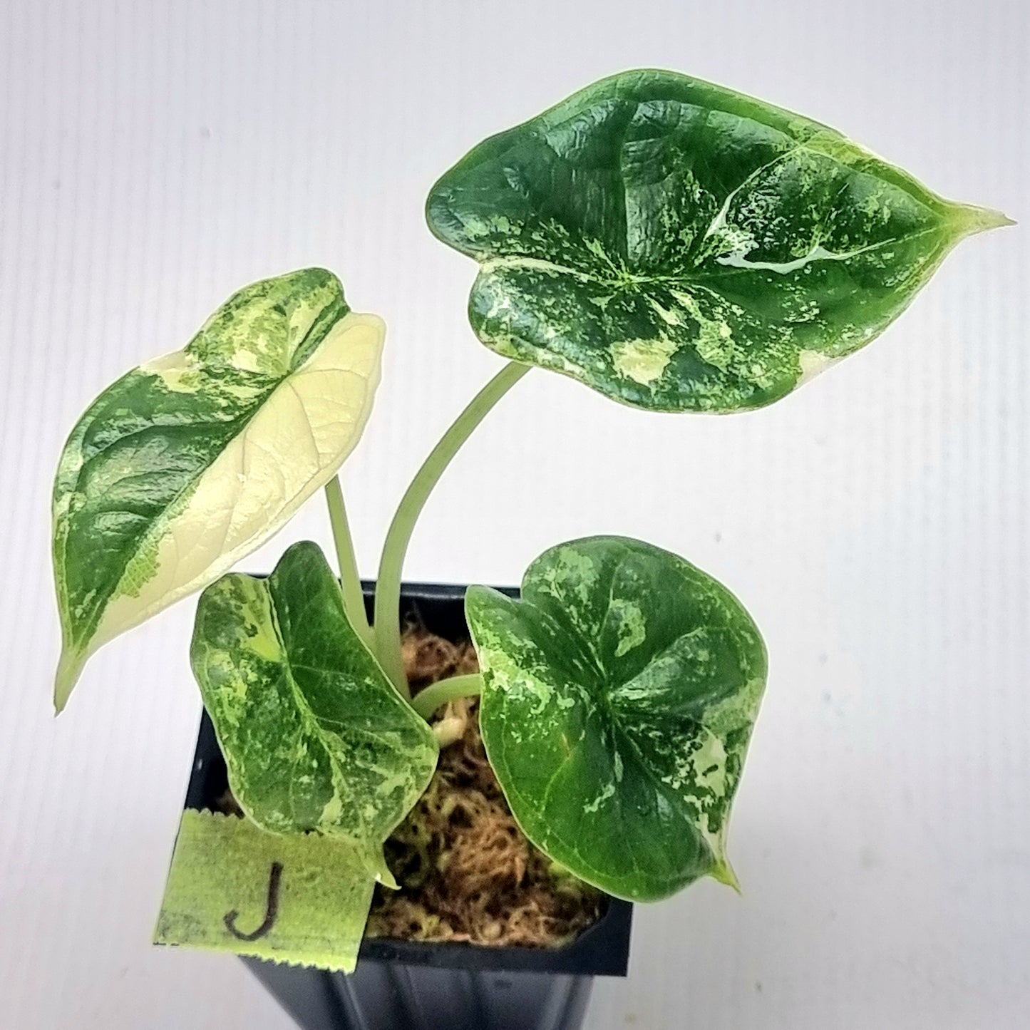 Alocasia Dragon Scale Variegated