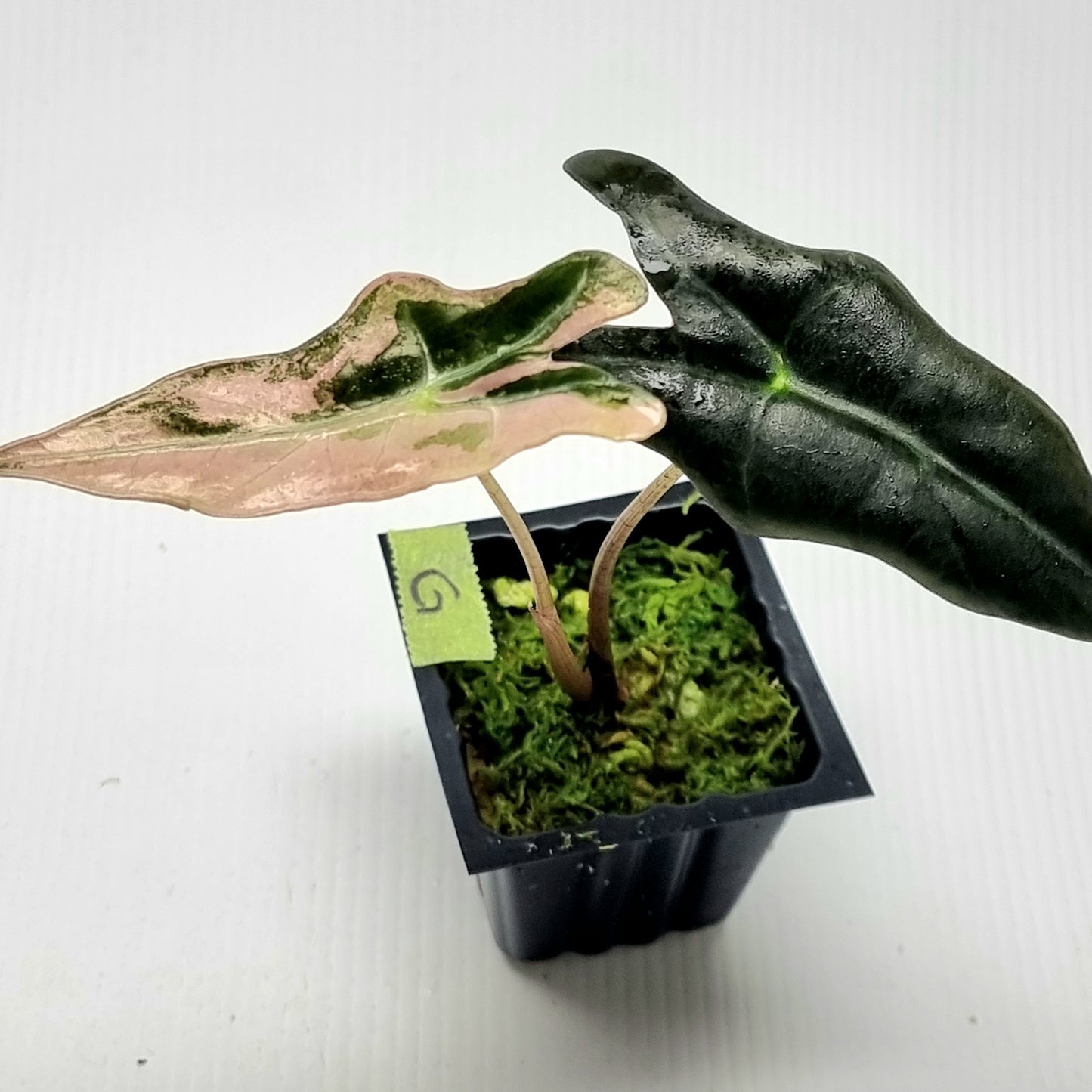 Alocasia sanderiana "Nobilis" Pink Variegated