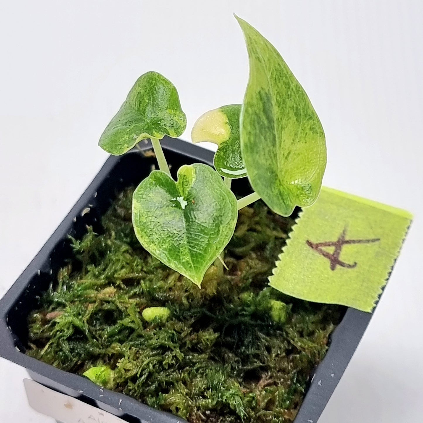 Alocasia melo Aurea variegated