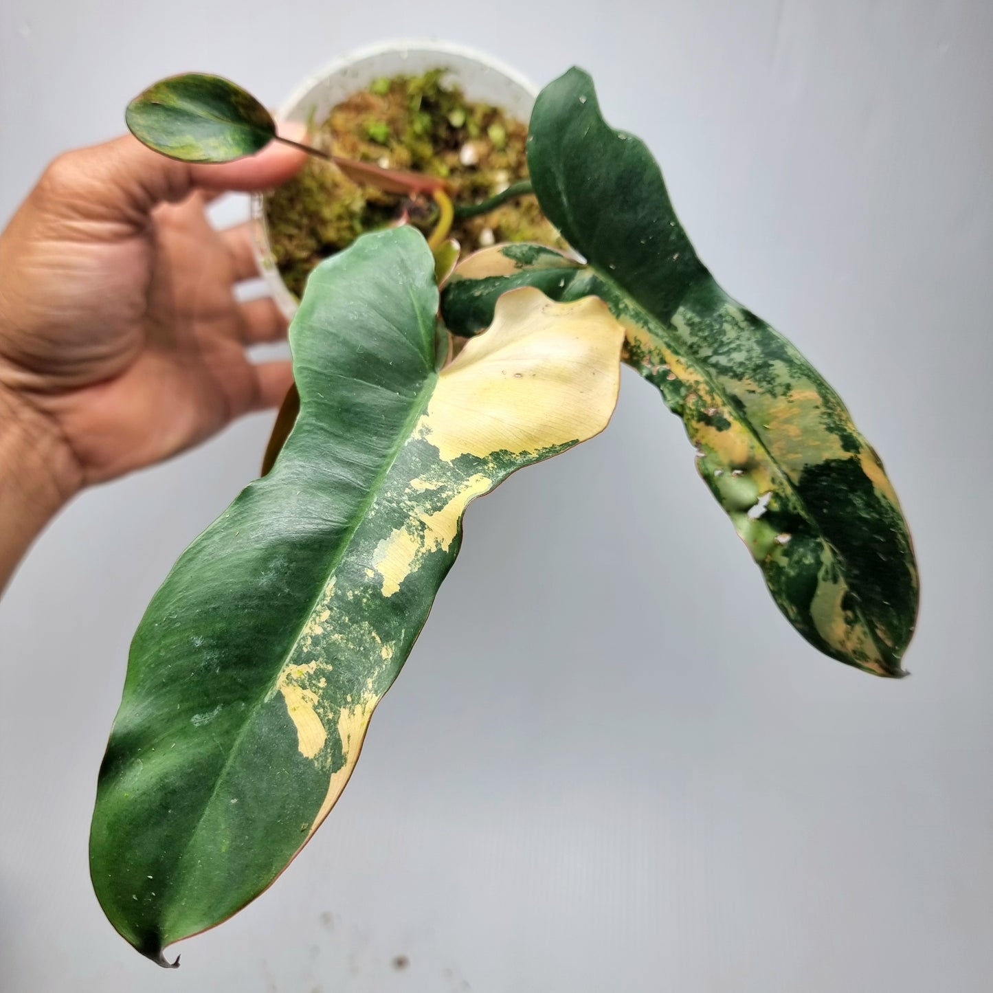 Philodendron Brown Beauty (FB x Black billie)