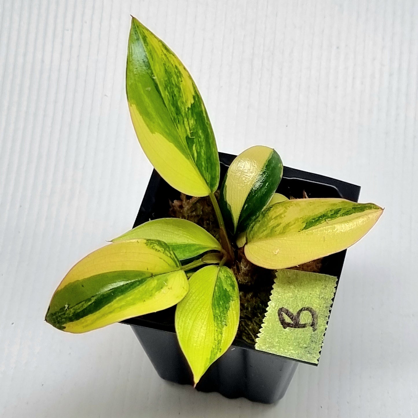 Philodendron Red Congo Variegated