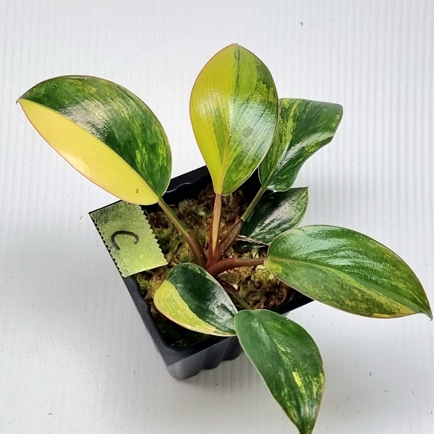 Philodendron Red Congo Variegated