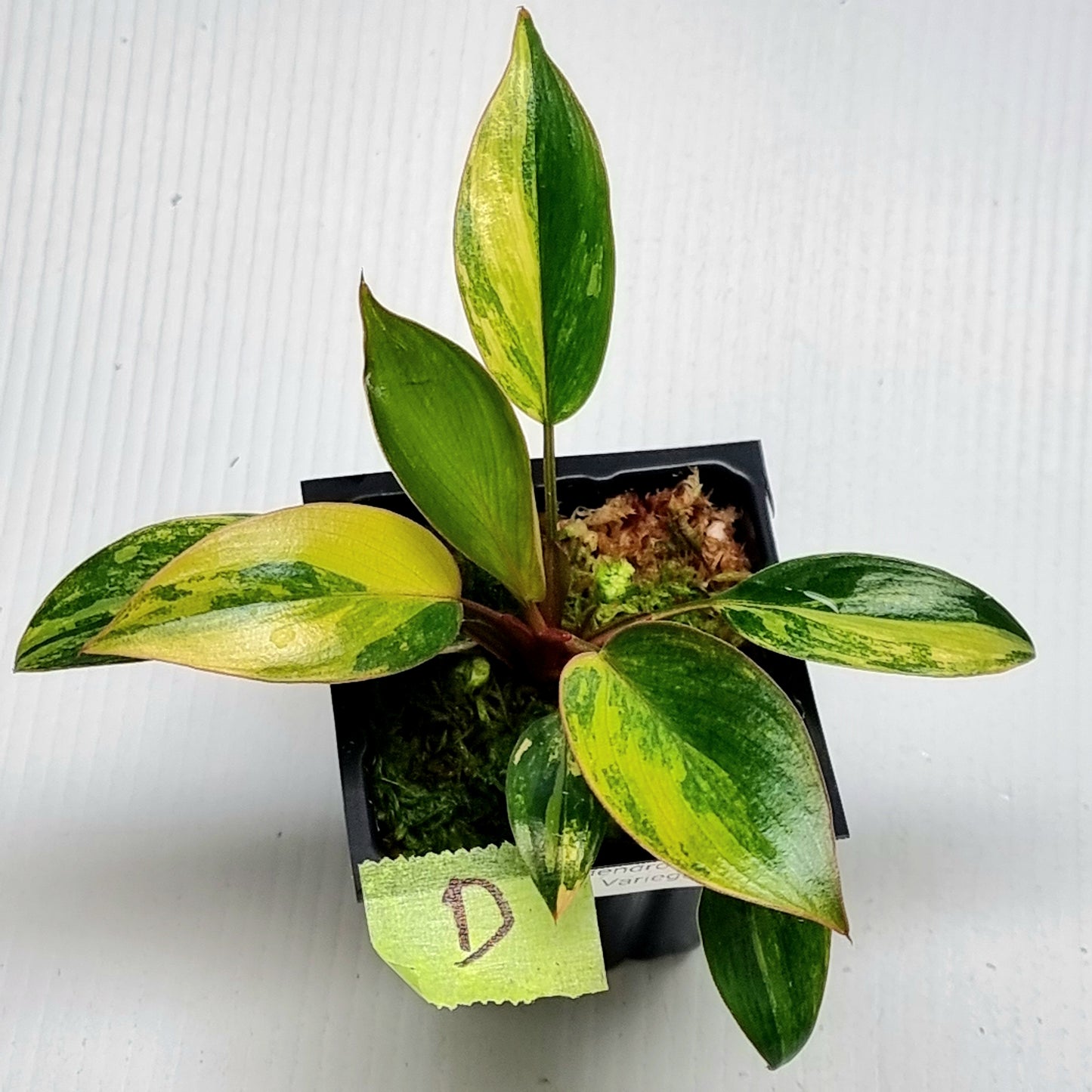 Philodendron Red Congo Variegated