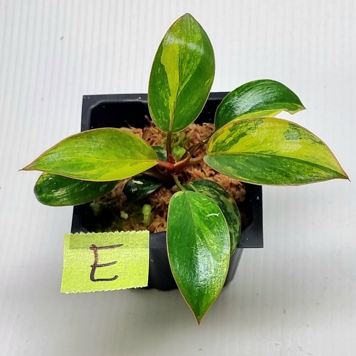 Philodendron Red Congo Variegated