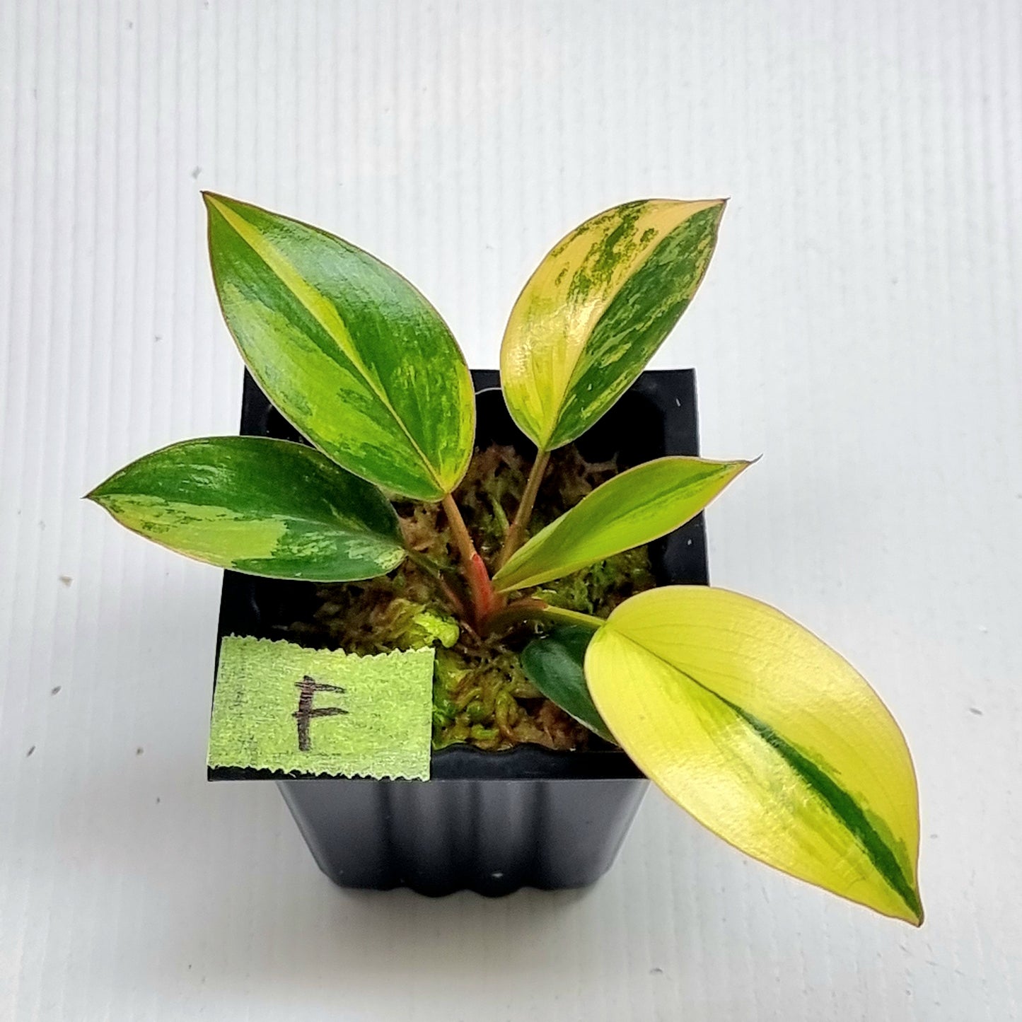 Philodendron Red Congo Variegated