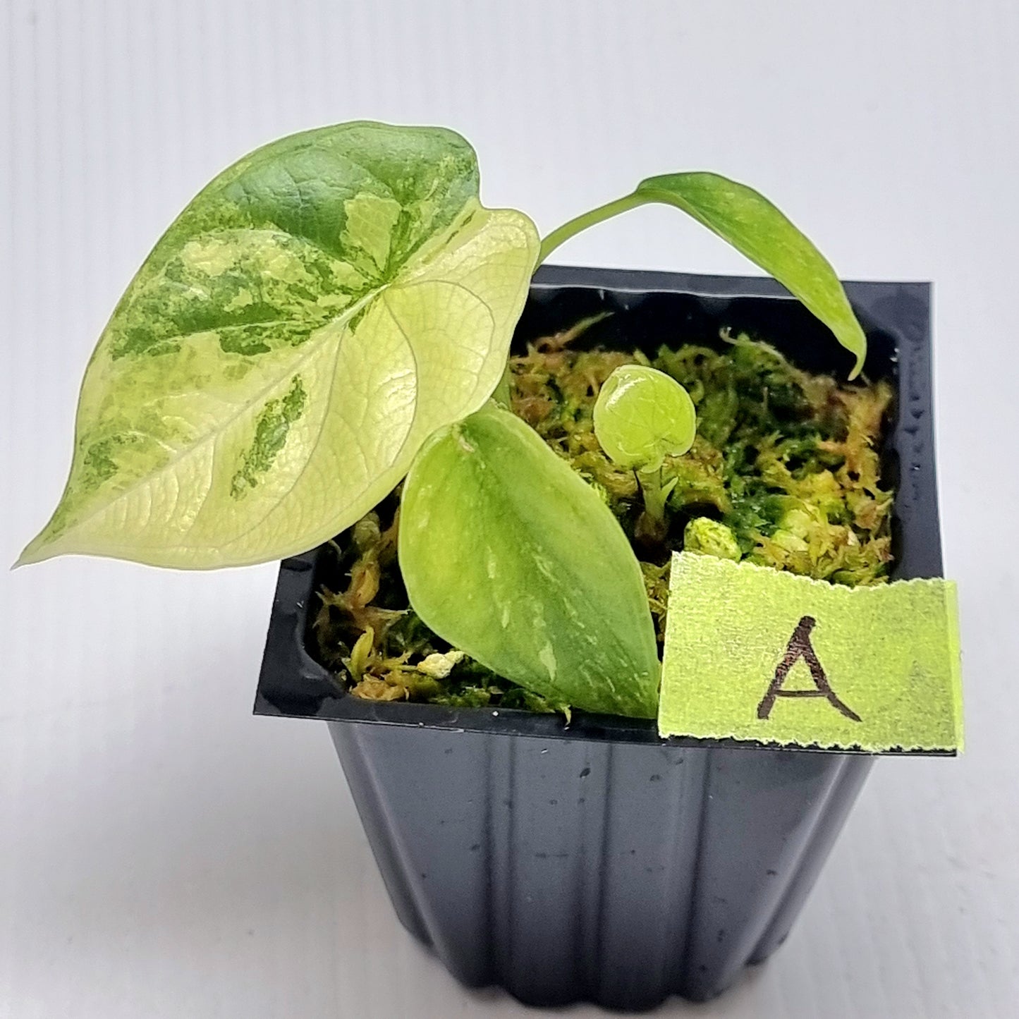 Alocasia Silver Dragon Albo Variegated