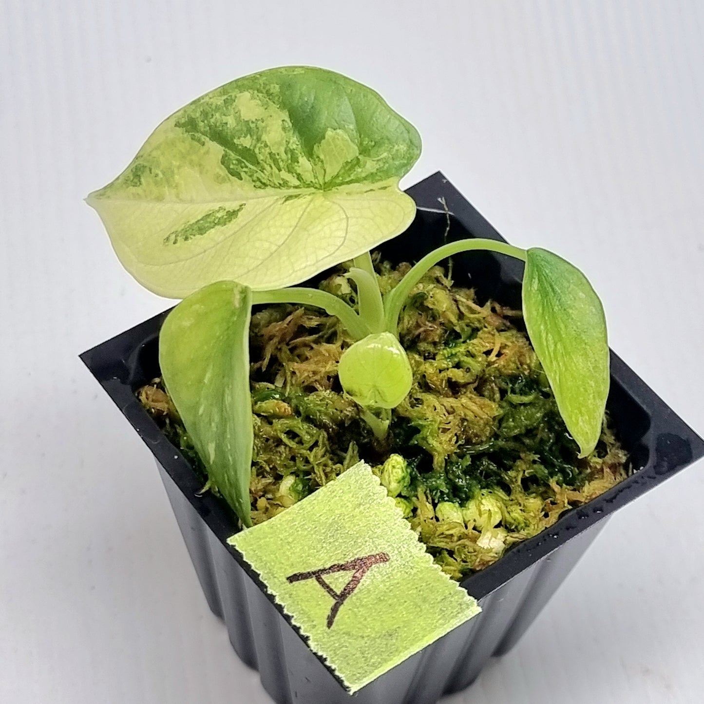 Alocasia Silver Dragon Albo Variegated