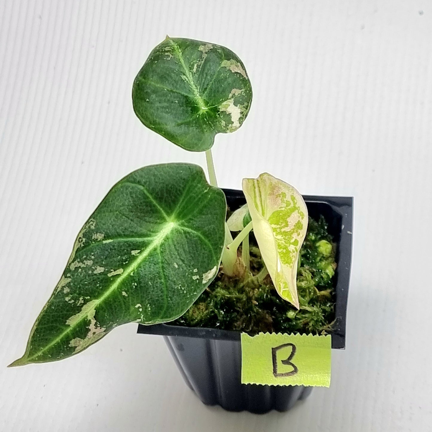 Alocasia black velvet Pink Variegated
