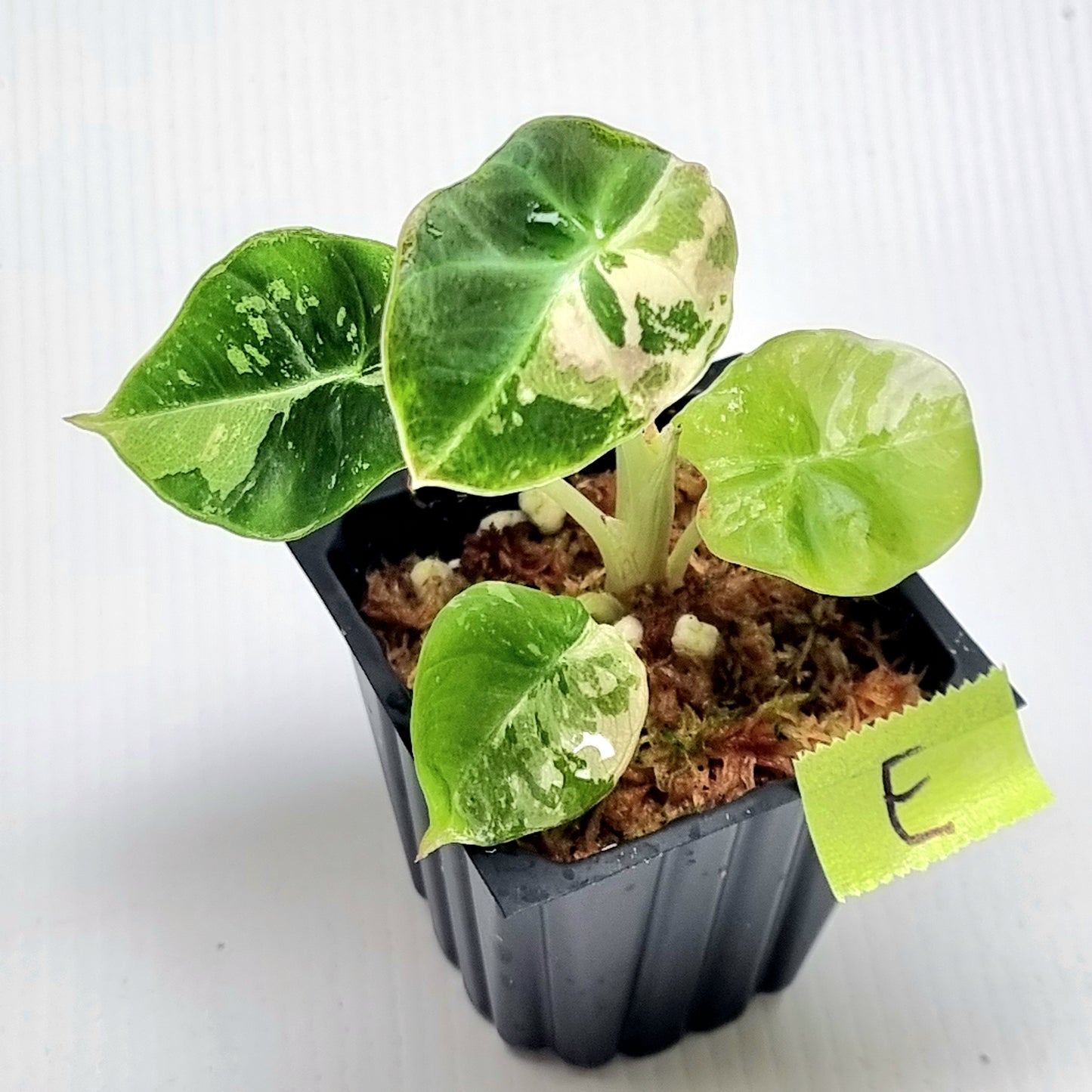 Alocasia black velvet Pink Variegated