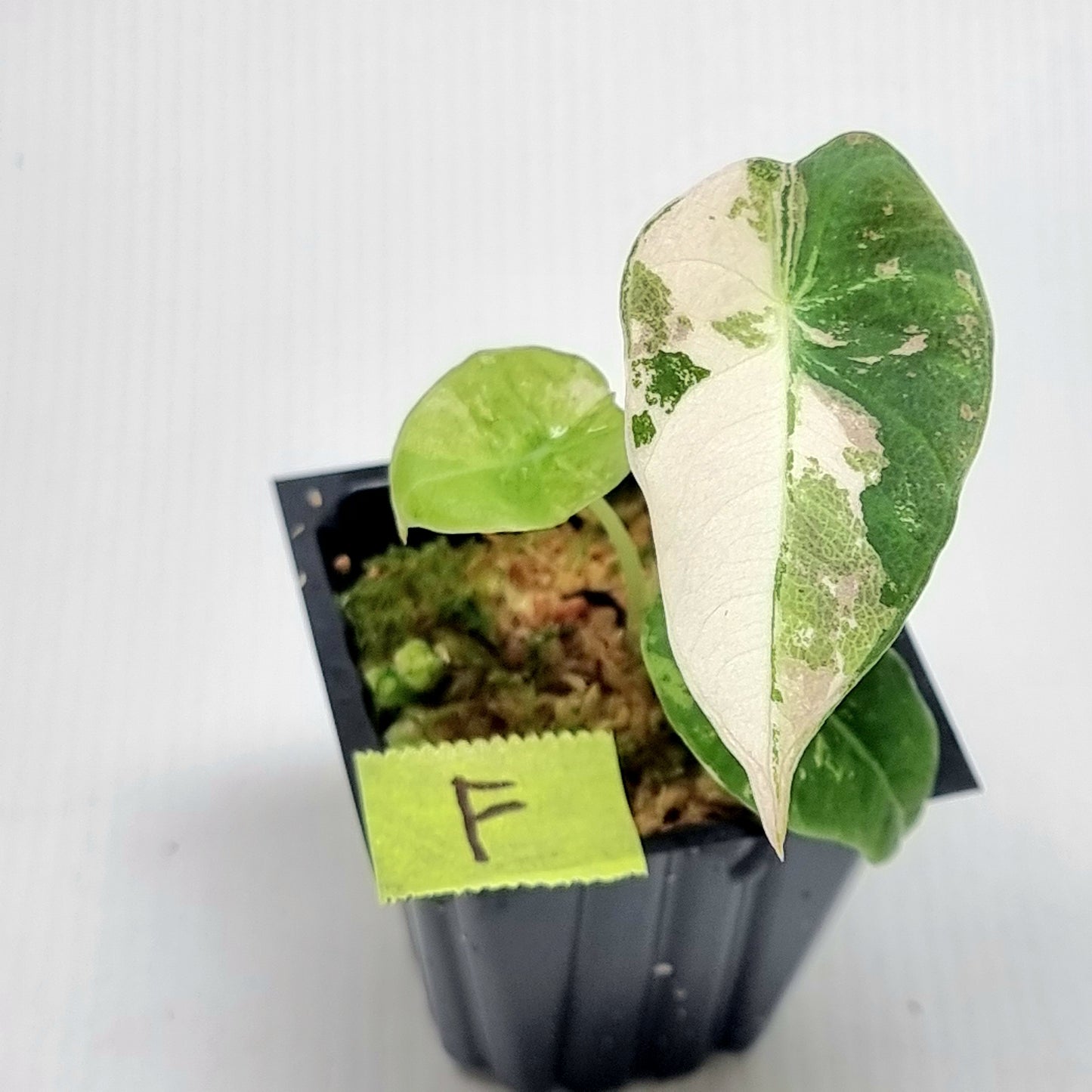 Alocasia black velvet Pink Variegated