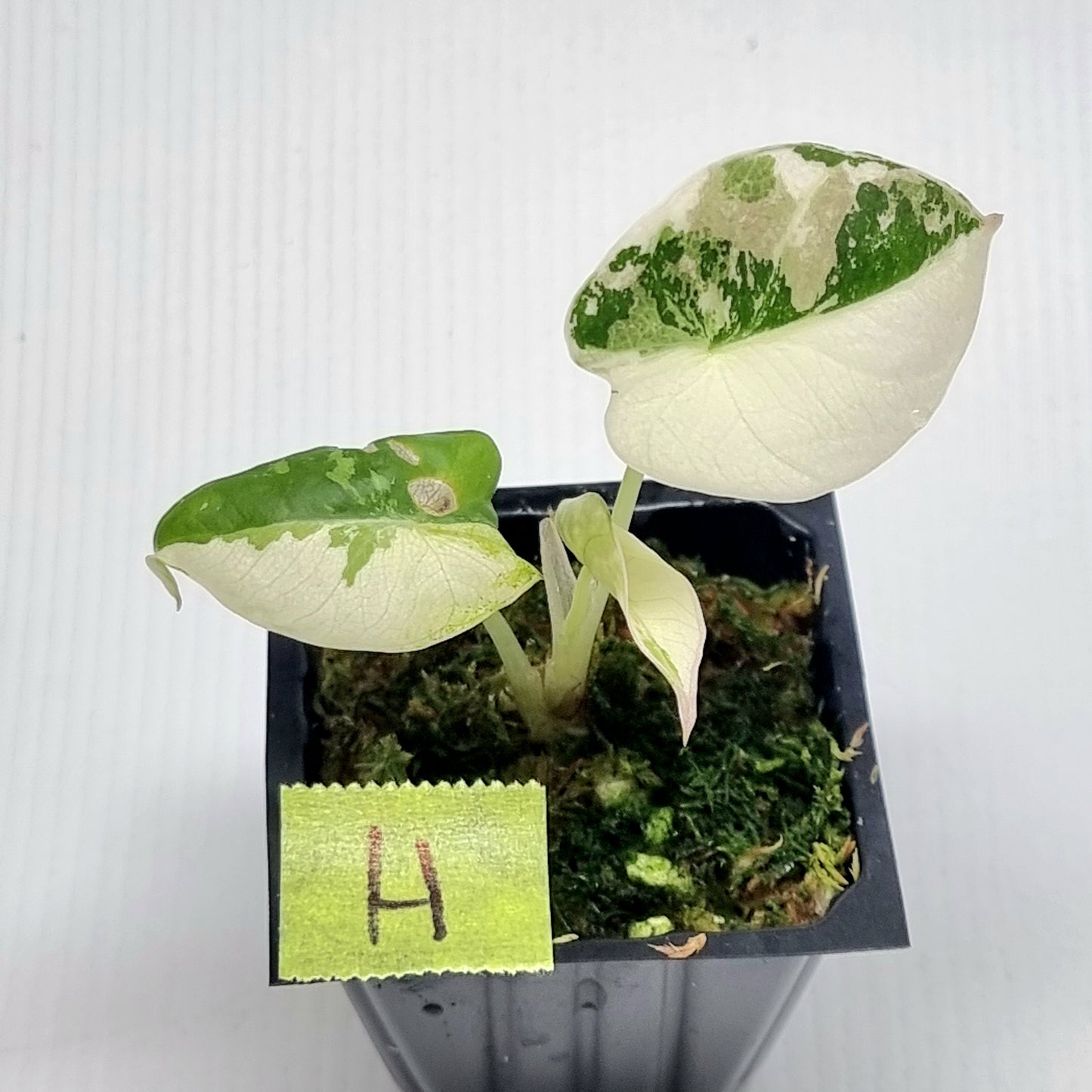 Alocasia black velvet Pink Variegated