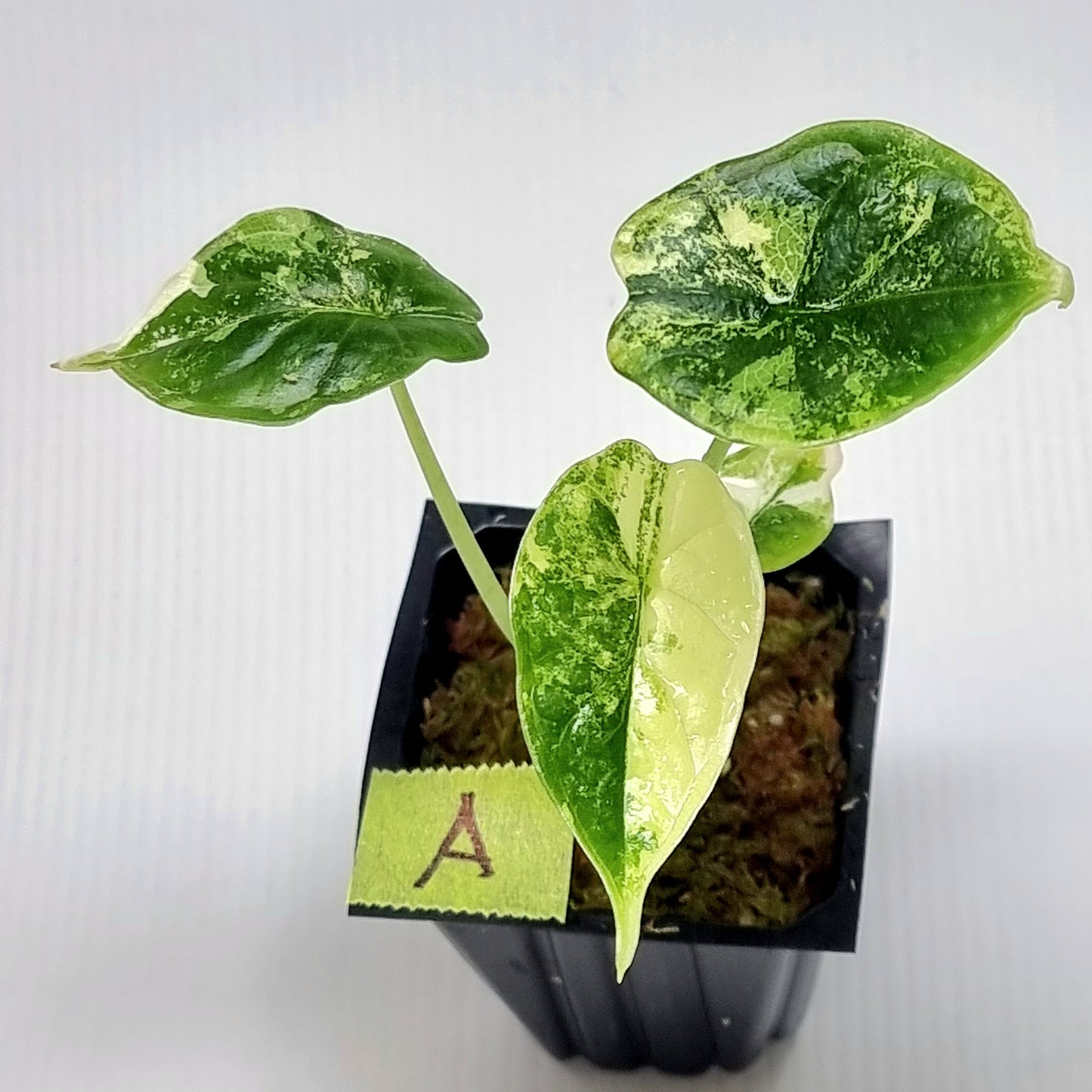 Alocasia Dragon Scale Variegated