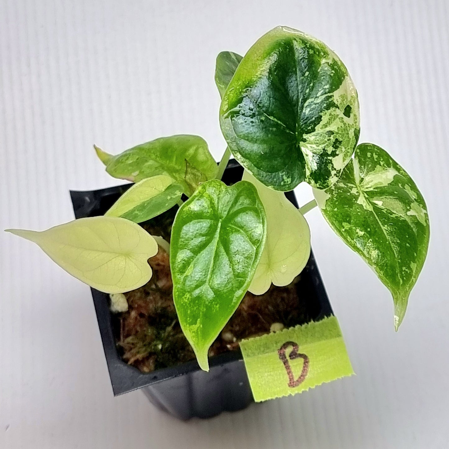 Alocasia Dragon Scale Variegated