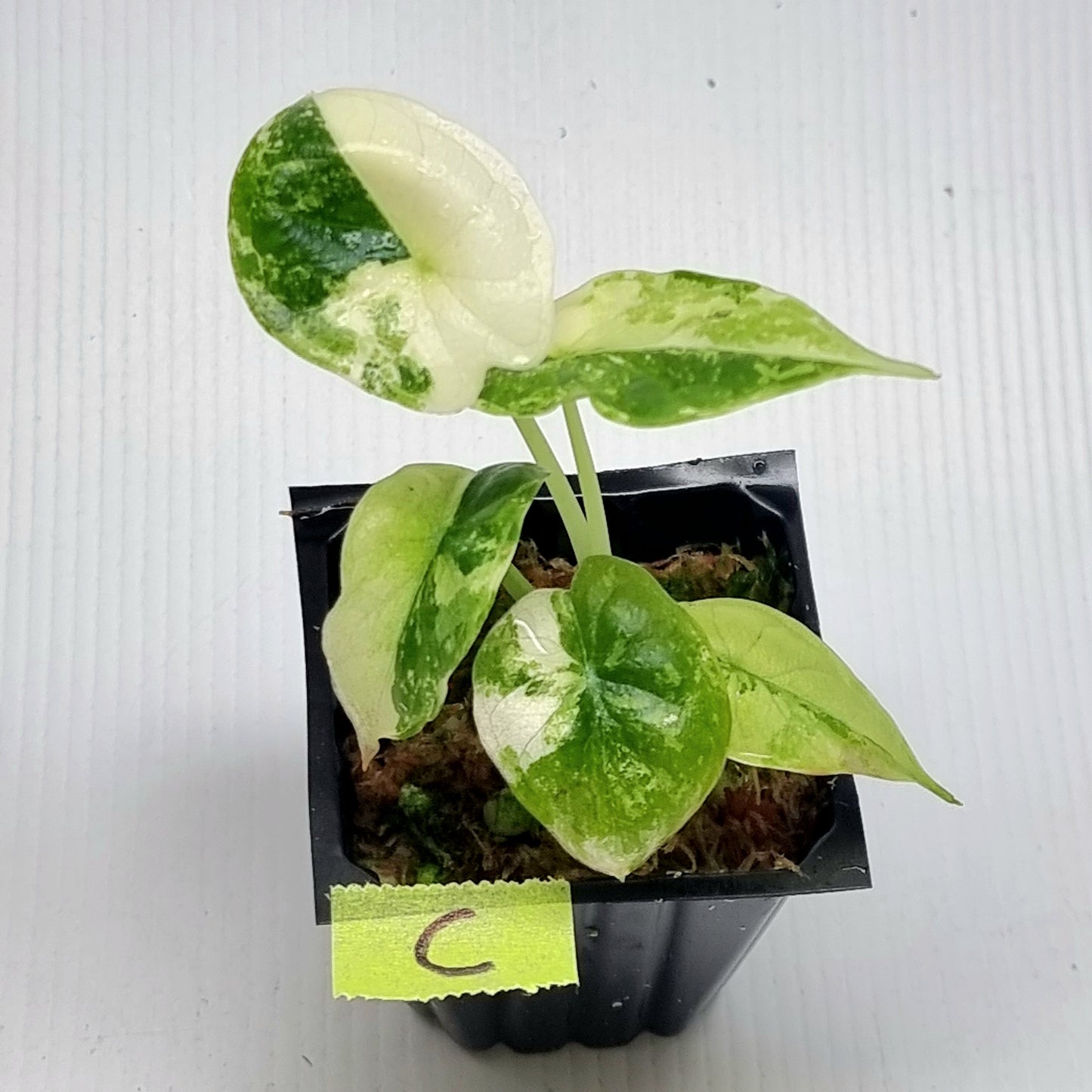 Alocasia Dragon Scale Variegated