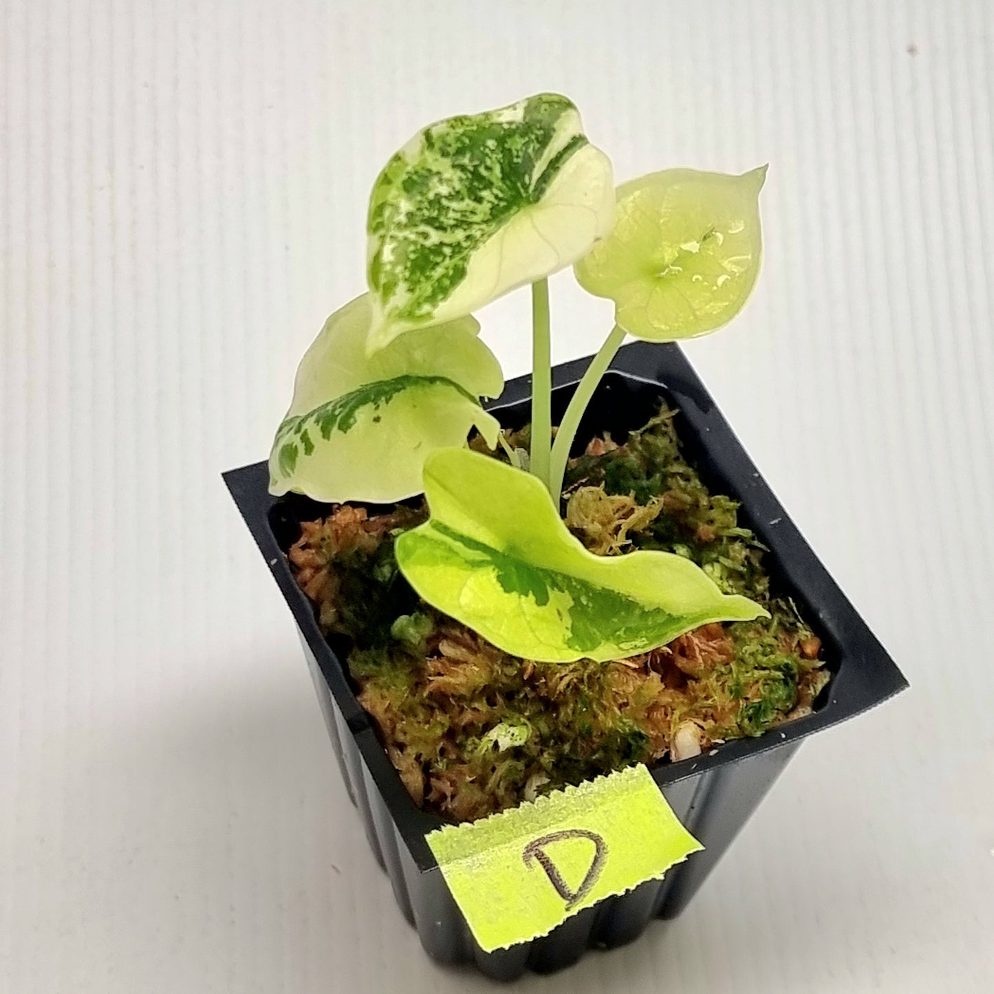 Alocasia Dragon Scale Variegated