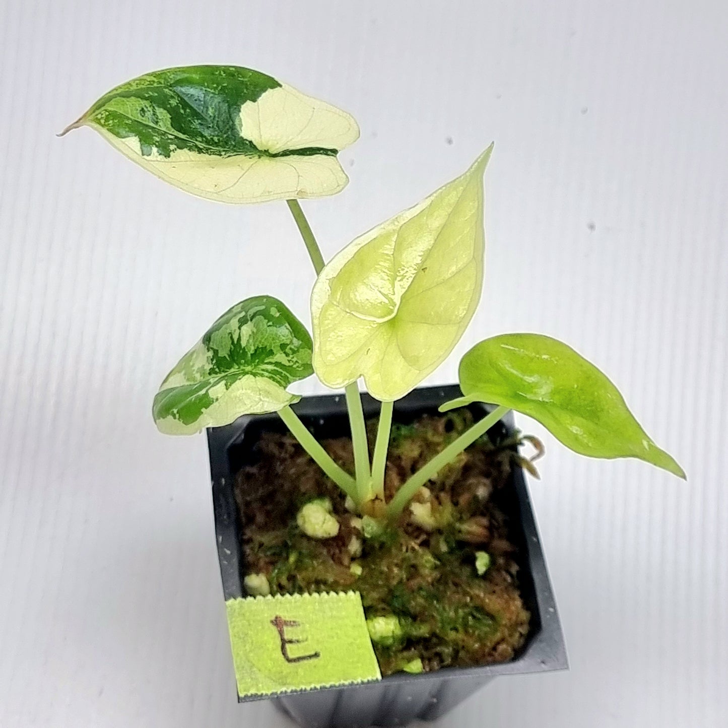 Alocasia Dragon Scale Variegated
