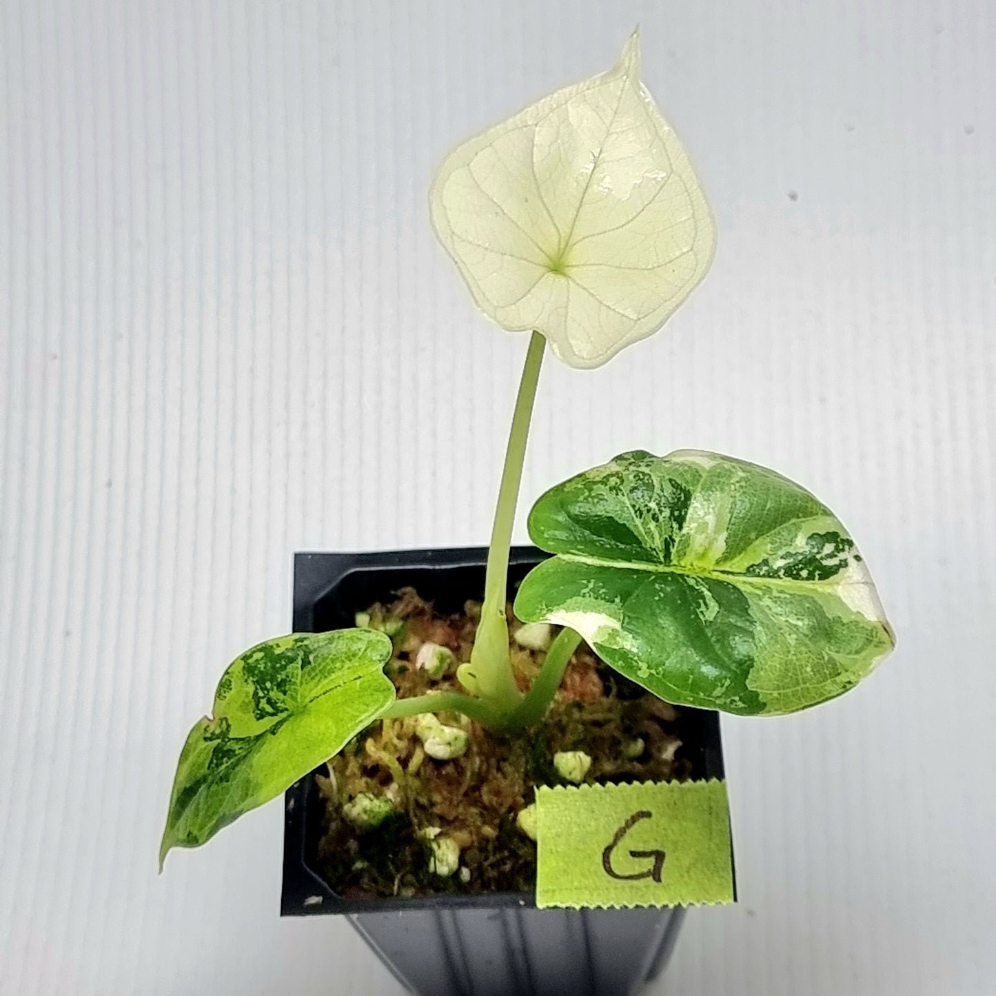 Alocasia Dragon Scale Variegated