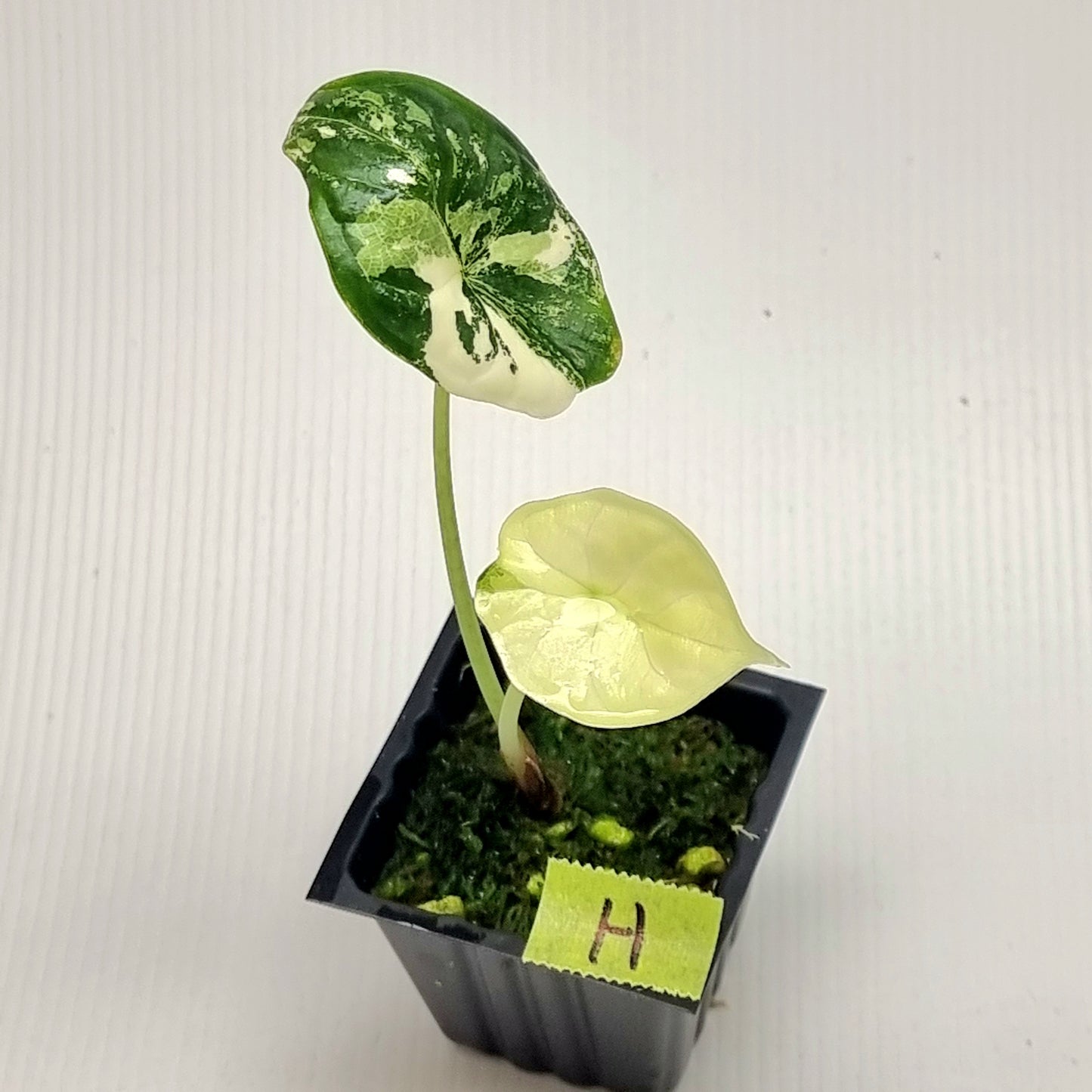 Alocasia Dragon Scale Variegated