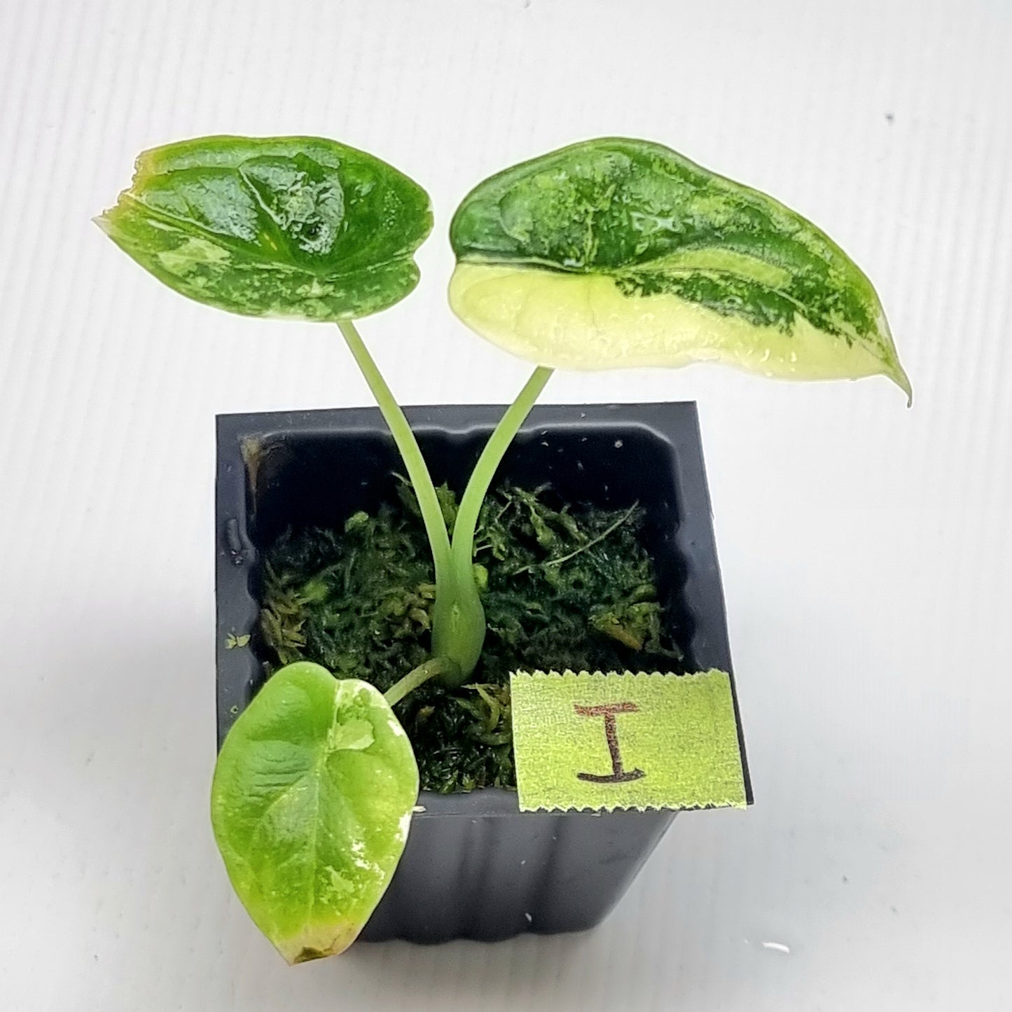 Alocasia Dragon Scale Variegated
