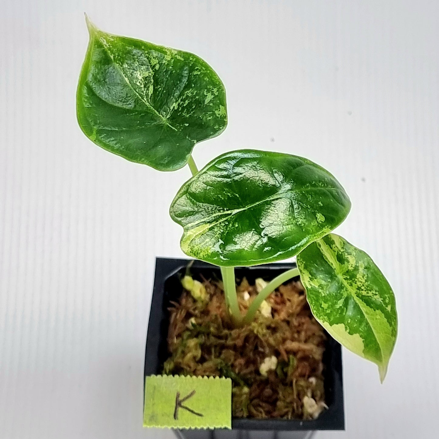 Alocasia Dragon Scale Variegated